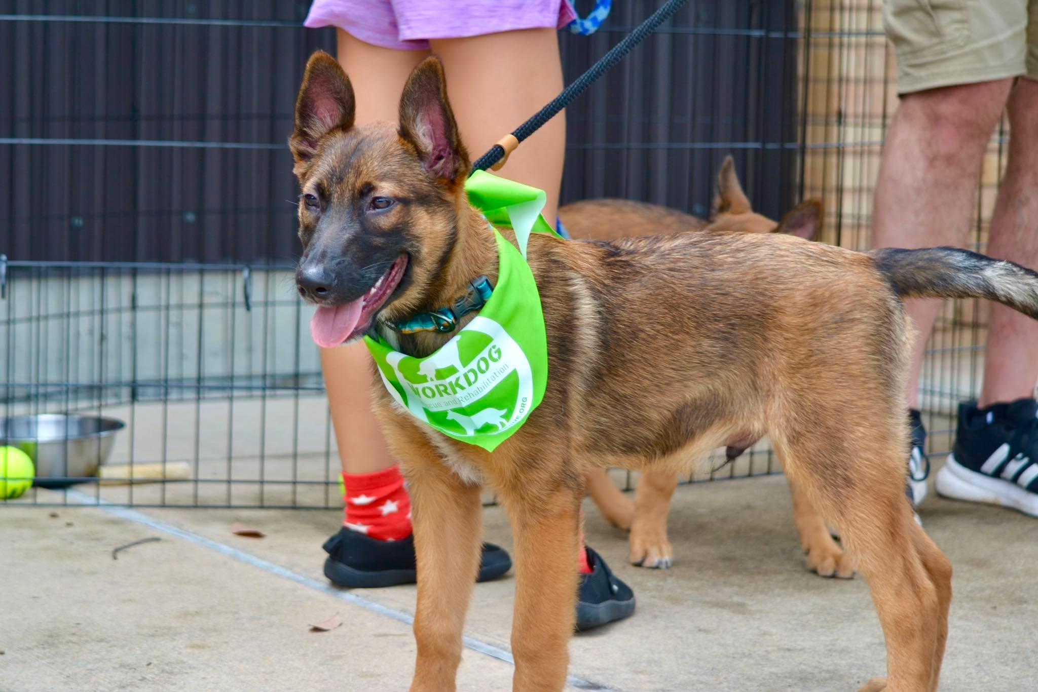 Enlarge Hawk, a ADOPTABLE mixed breed in Lockhart, TX image 2/6