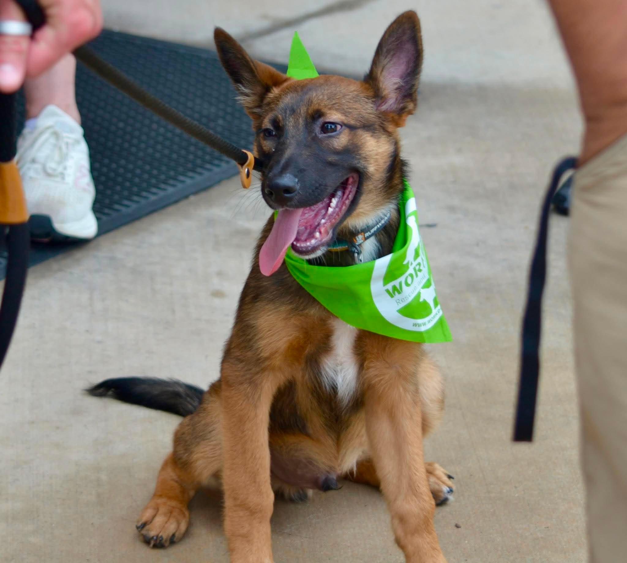 Enlarge Hawk, a ADOPTABLE mixed breed in Lockhart, TX image 5/6