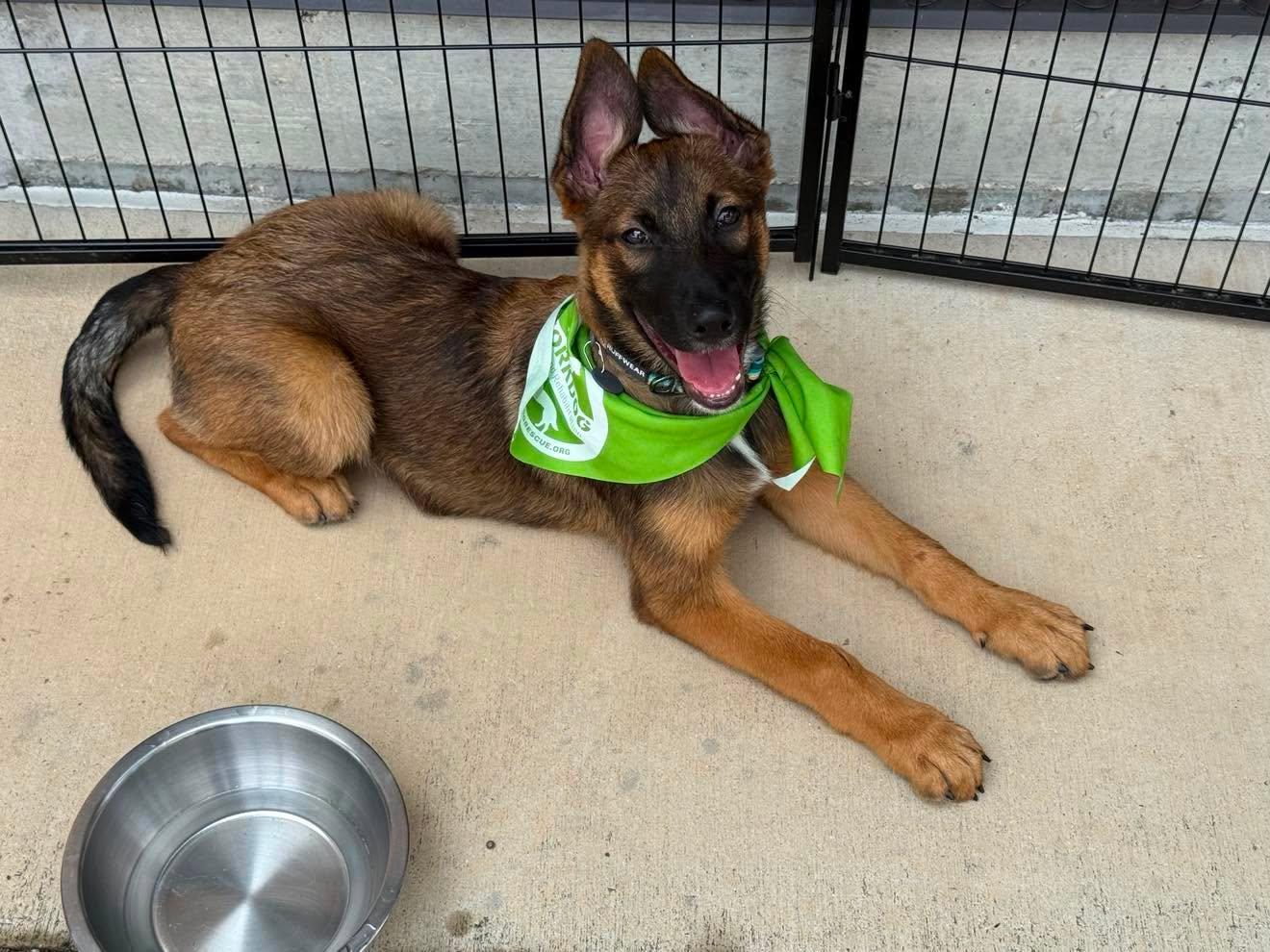 Enlarge Hawk, a ADOPTABLE mixed breed in Lockhart, TX image 6/6