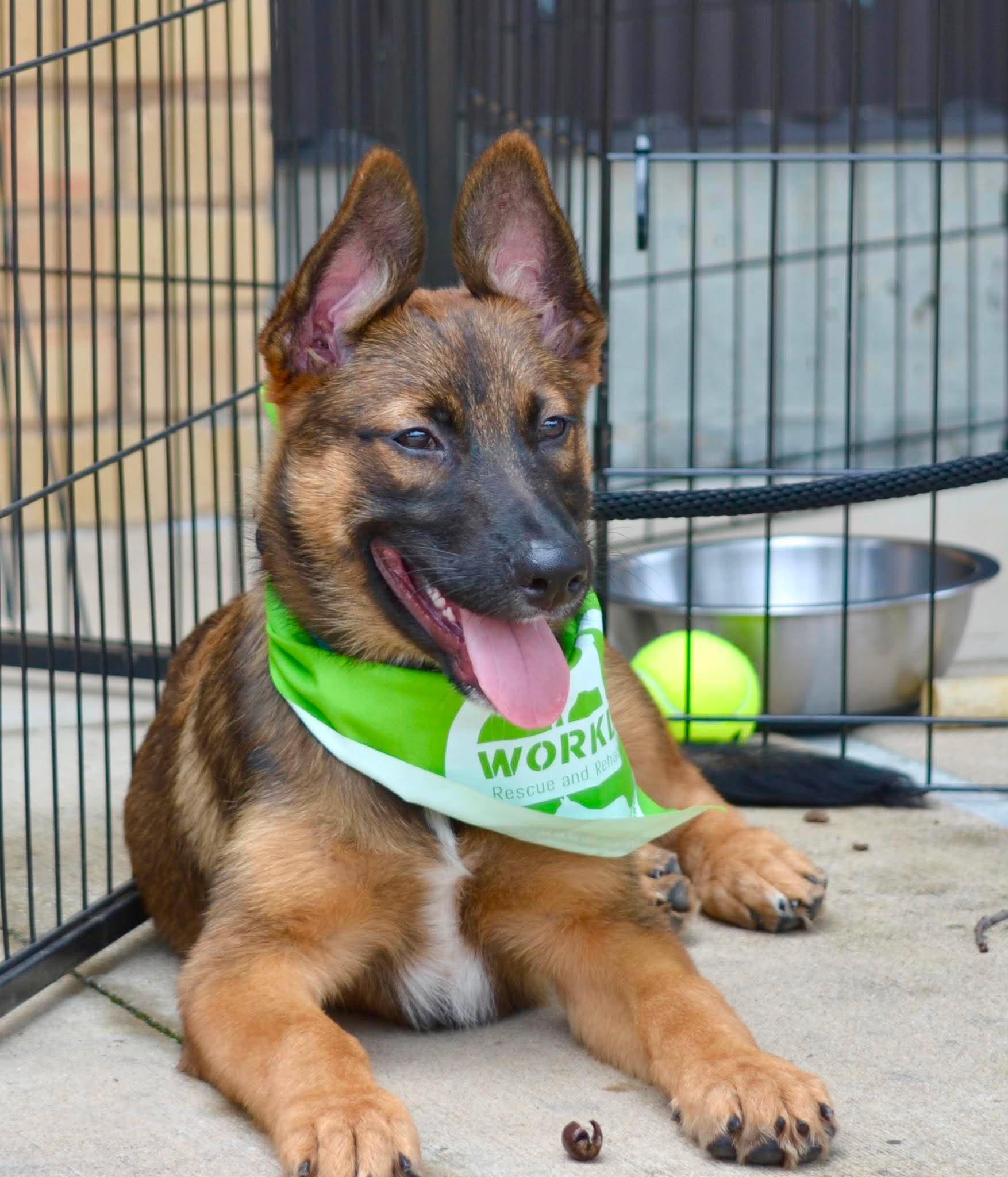 Enlarge Hawk, a ADOPTABLE mixed breed in Lockhart, TX image 1/6