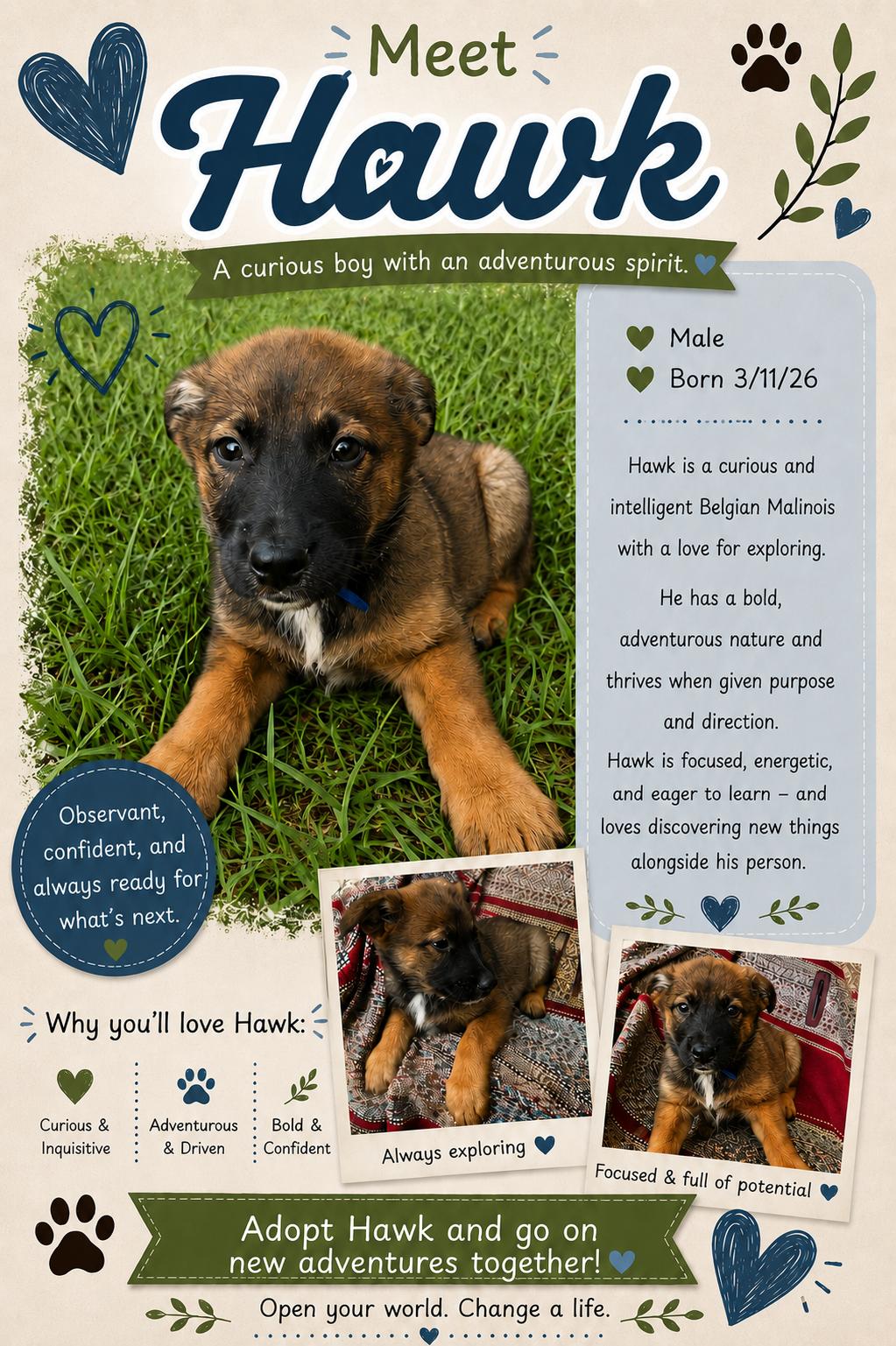 Enlarge Hawk, a ADOPTABLE mixed breed in Lockhart, TX image 4/6