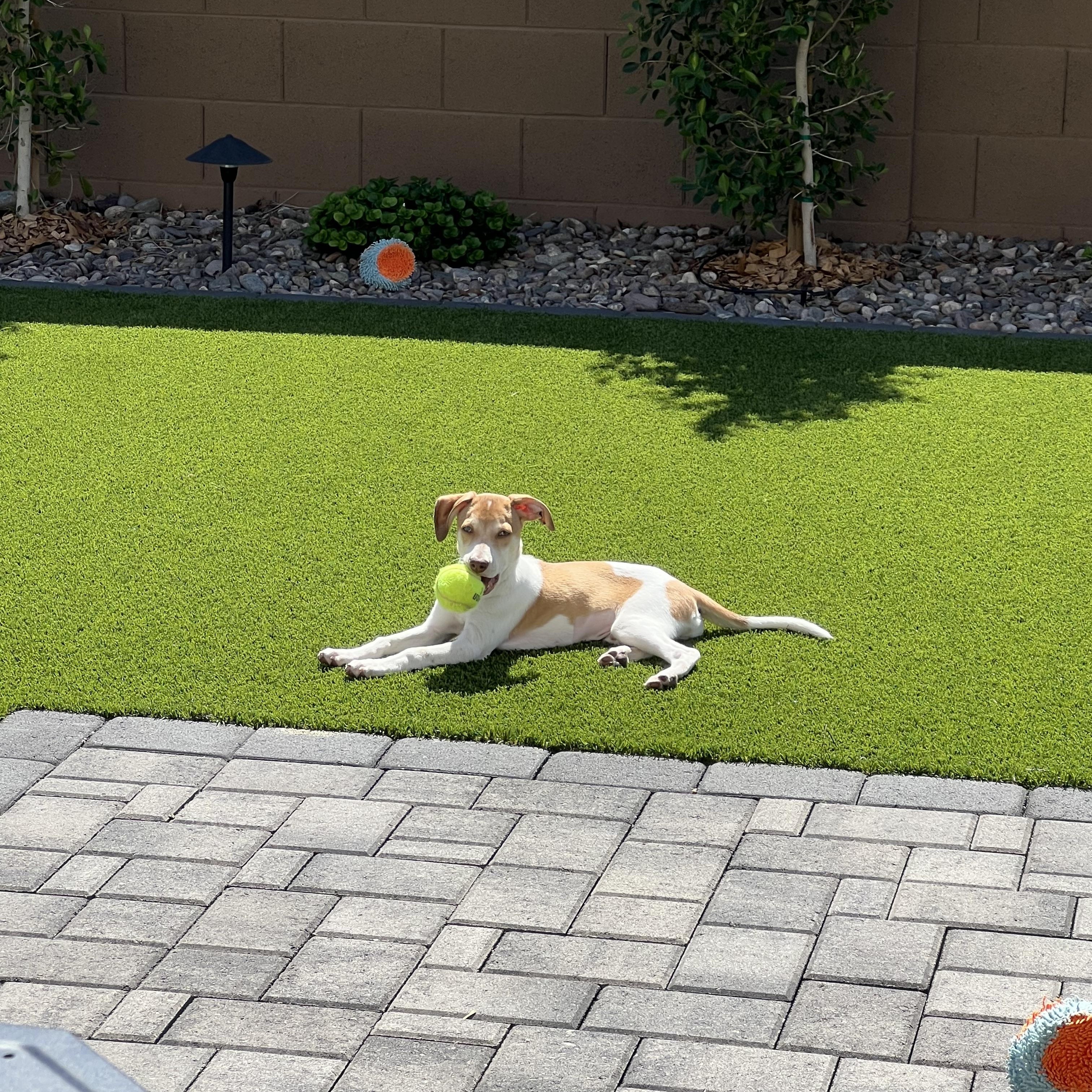 Enlarge Atlas, a Adopted mixed breed in Phoenix, AZ image 1/5