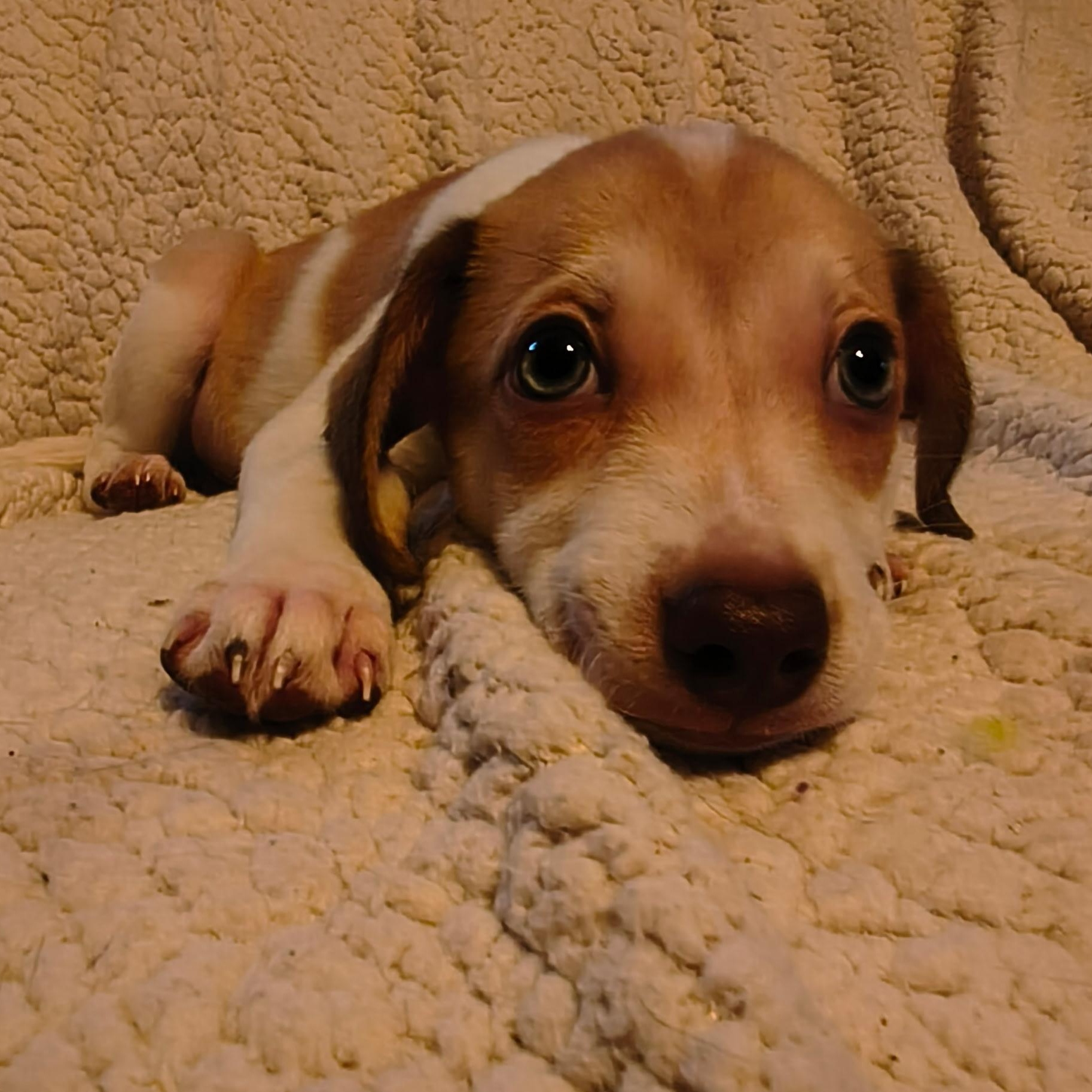 Enlarge Atlas, a Adoptable mixed breed in Phoenix, AZ image 1/2