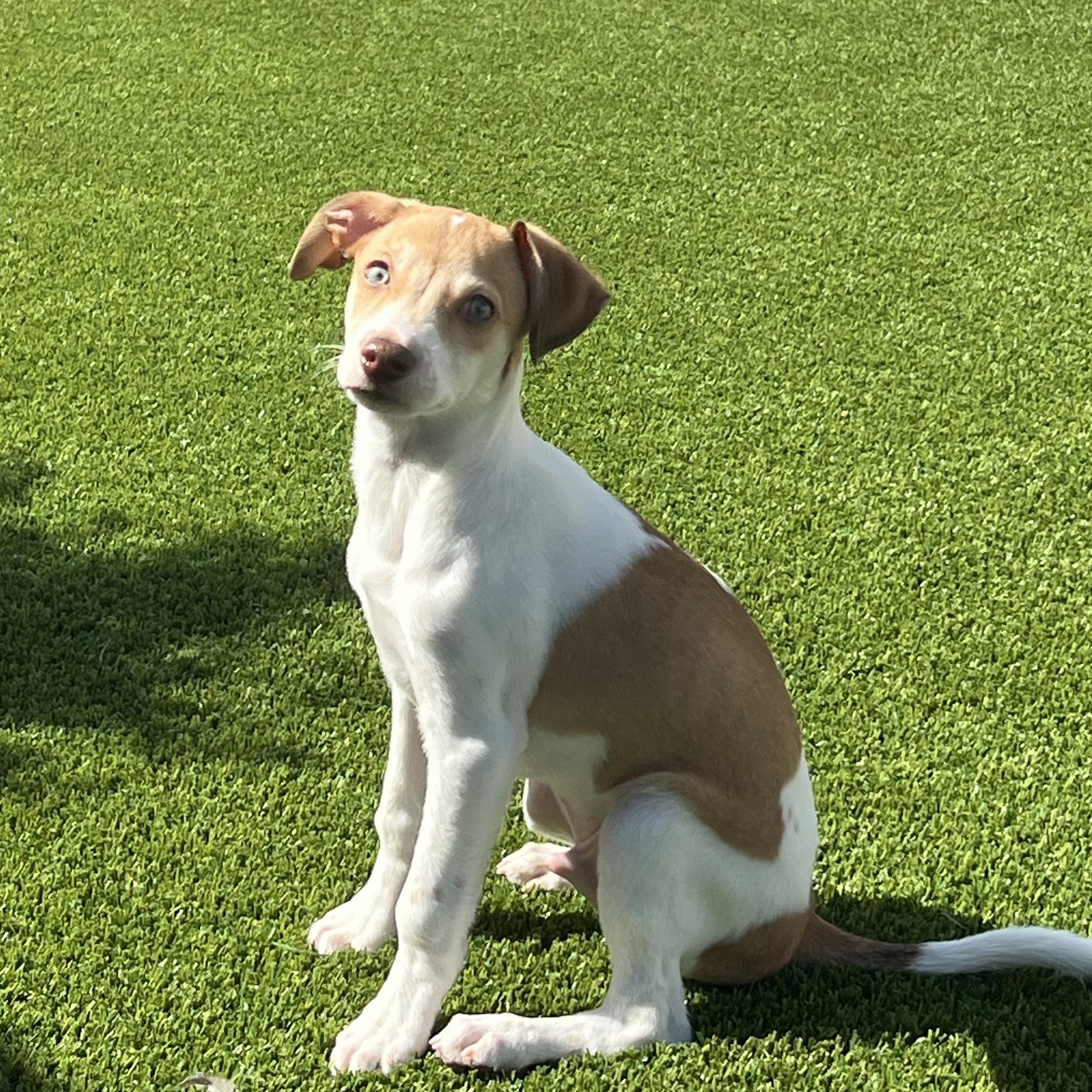 Enlarge Atlas, a Adopted mixed breed in Phoenix, AZ image 2/5