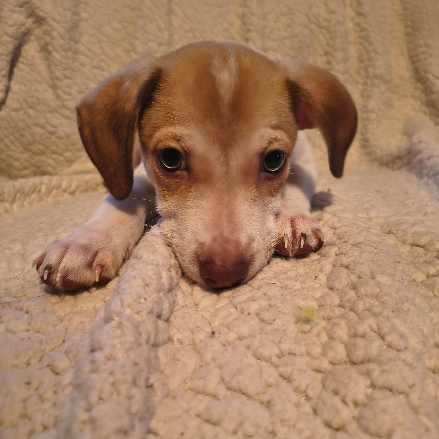 Enlarge Atlas, a Adoptable mixed breed in Phoenix, AZ image 2/2
