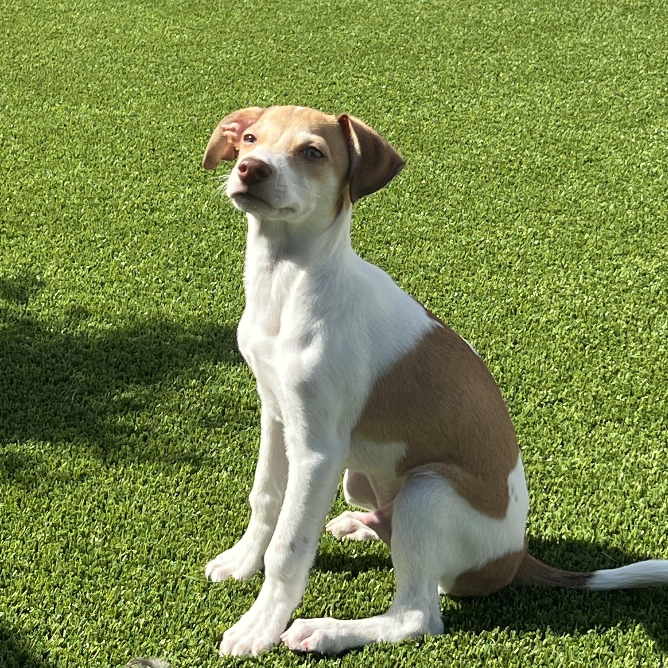Enlarge Atlas, a Adopted mixed breed in Phoenix, AZ image 4/5