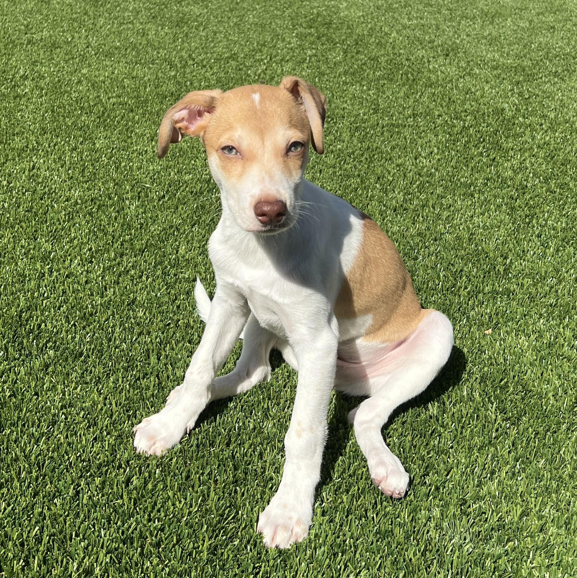 Enlarge Atlas, a Adopted mixed breed in Phoenix, AZ image 3/5