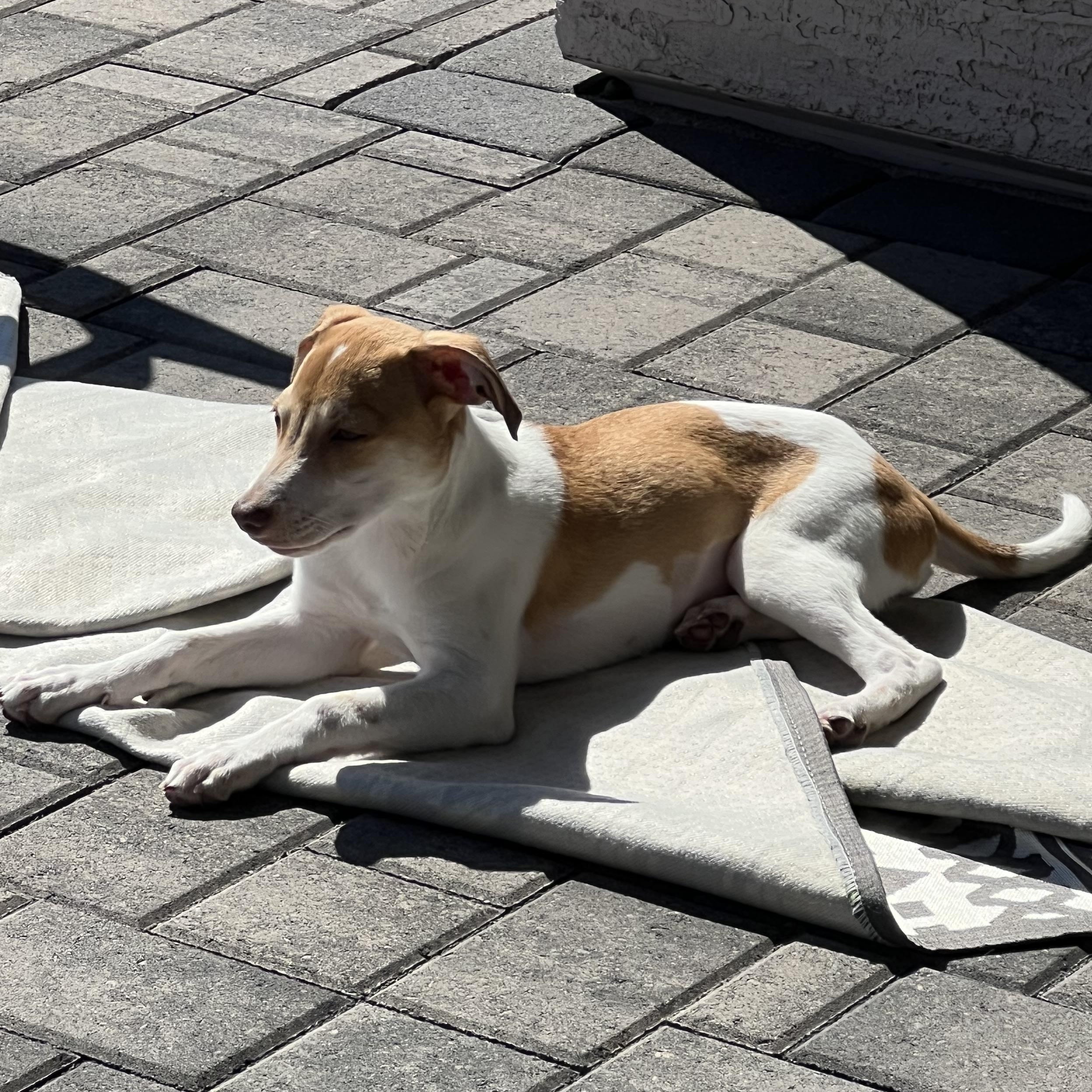Enlarge Atlas, a Adopted mixed breed in Phoenix, AZ image 5/5