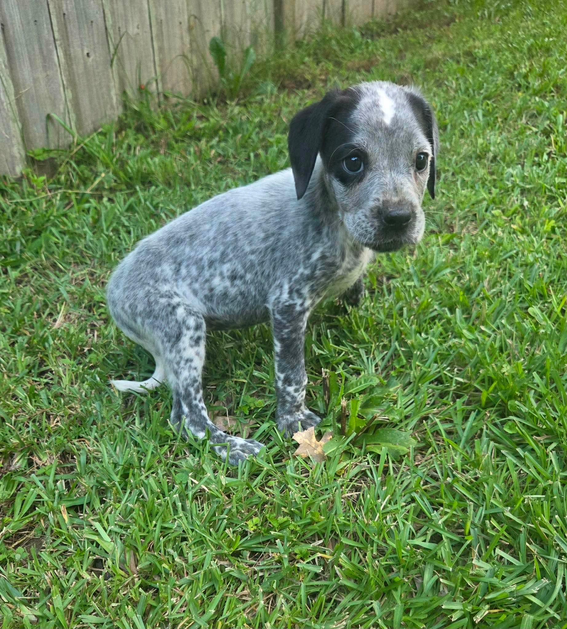 Enlarge Lumi, a Adoptable mixed breed in West Warwick, RI image 3/5