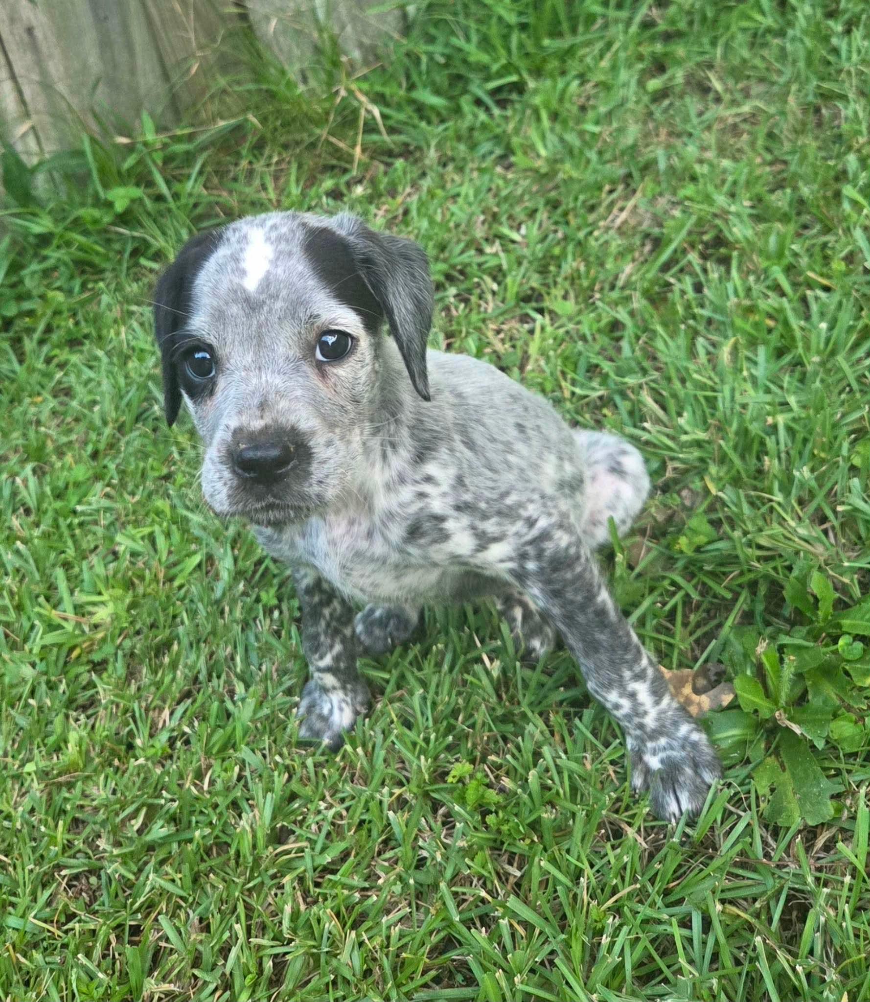 Enlarge Lumi, a Adoptable mixed breed in West Warwick, RI image 2/5