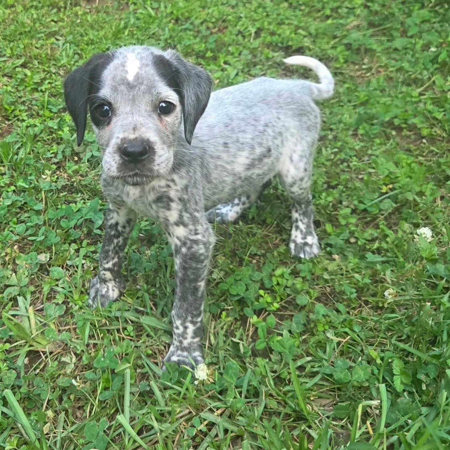 Enlarge Lumi, a Adoptable mixed breed in West Warwick, RI image 1/5