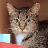 Mommy, Adoptable, Adult Female Domestic Short Hair.