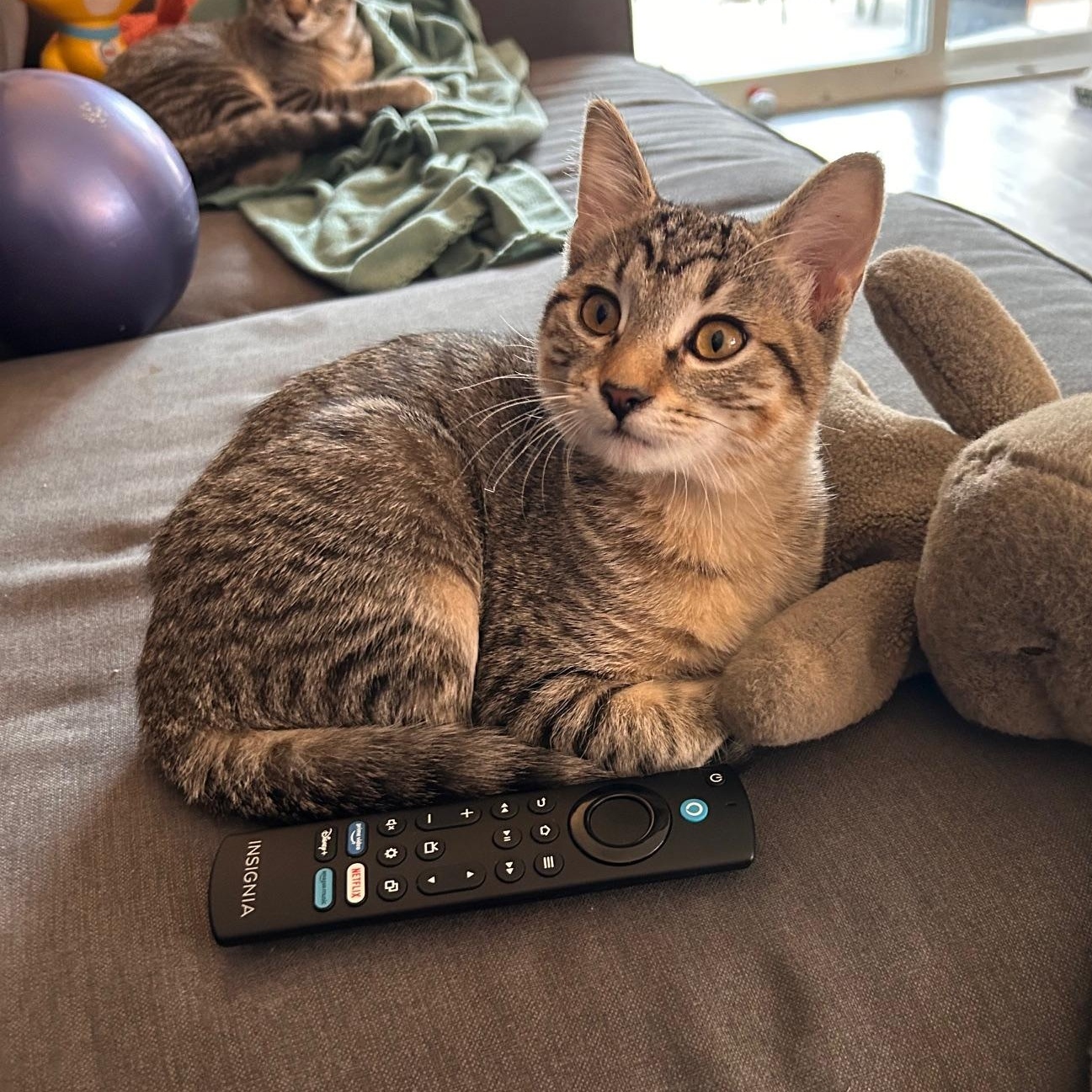 Enlarge Helen, a Adoptable Domestic Short Hair in Renton , WA image 1/6