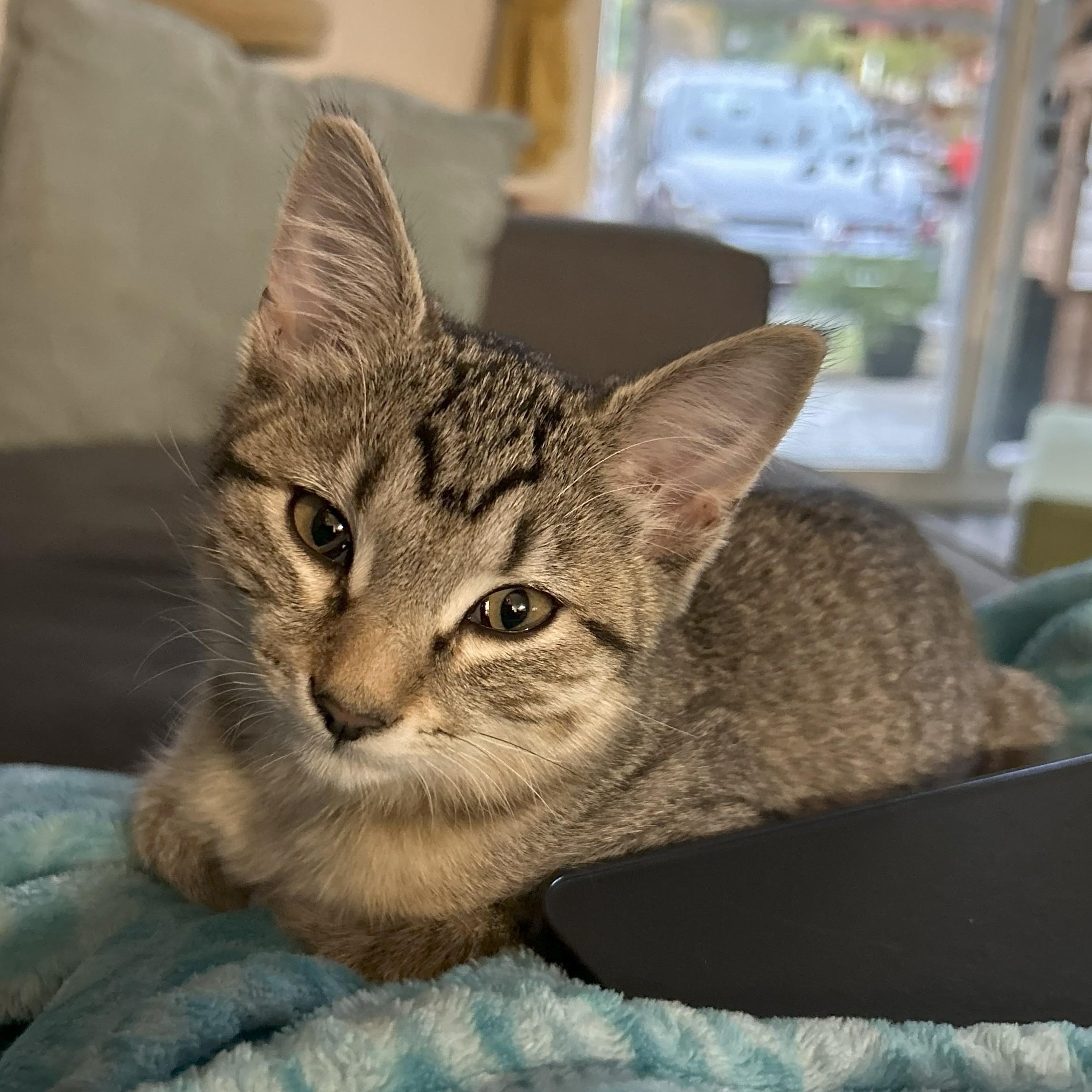 Enlarge Helen, a Adoptable Domestic Short Hair in Renton , WA image 6/6