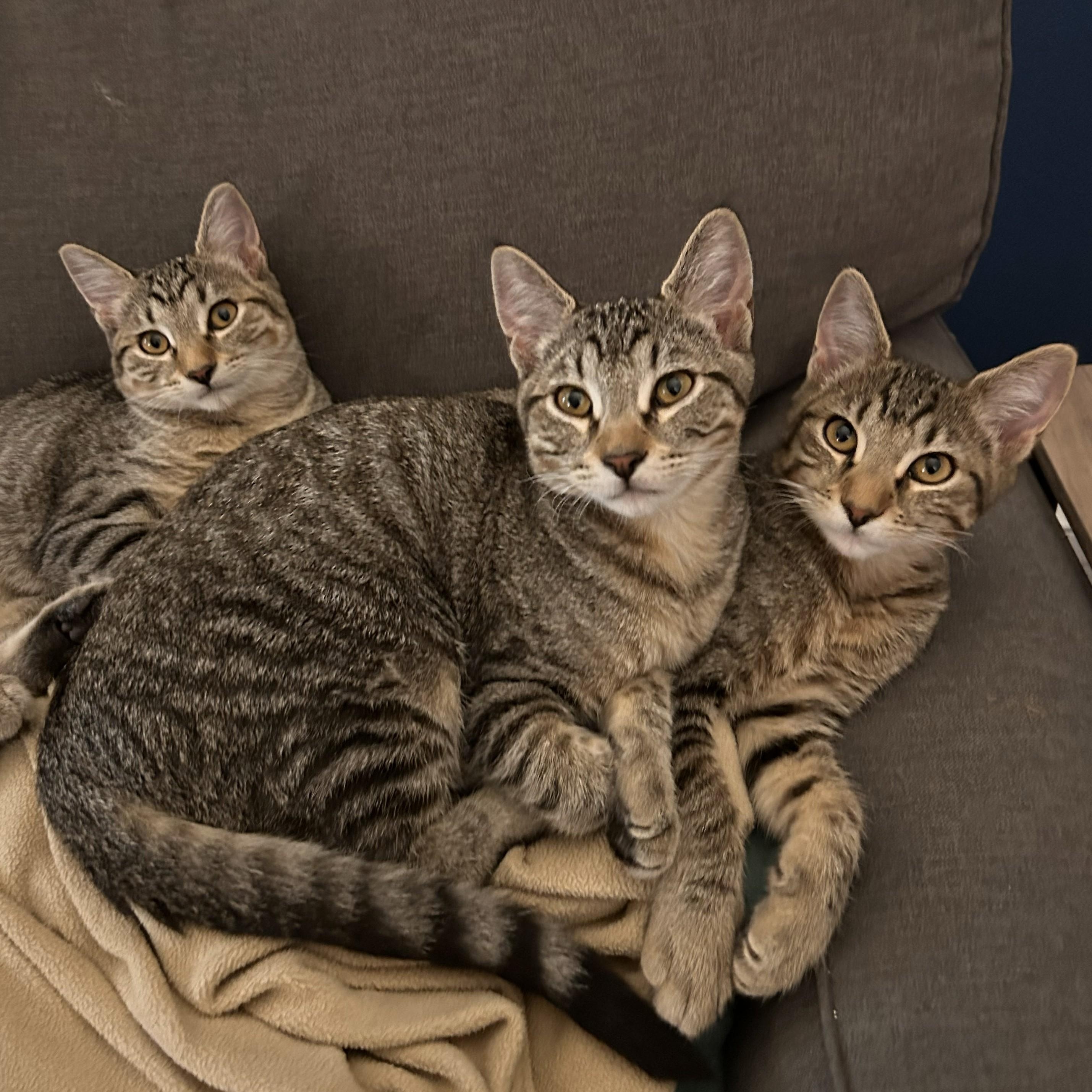 Enlarge Helen, a Adoptable Domestic Short Hair in Renton , WA image 2/6