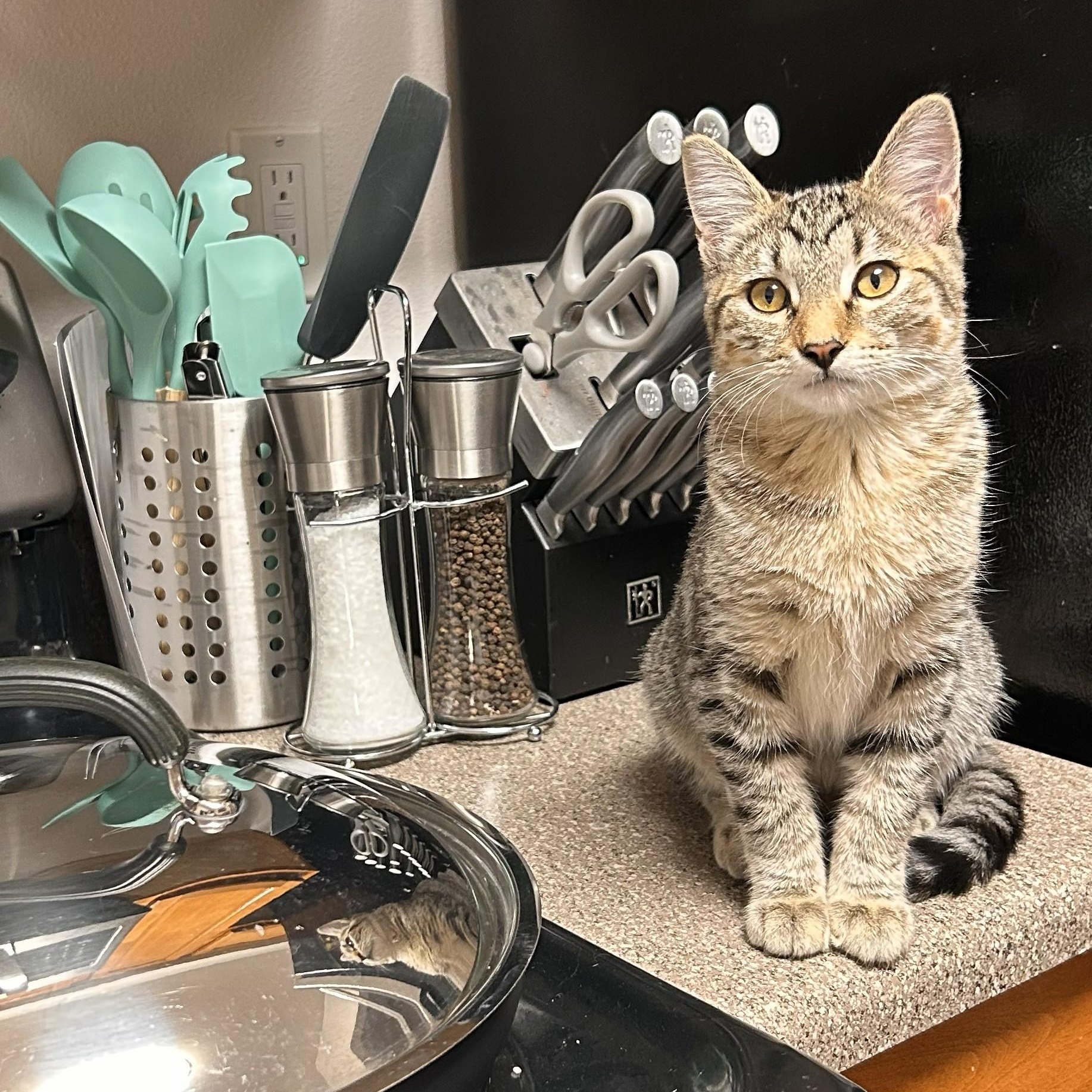 Enlarge Helen, a Adoptable Domestic Short Hair in Renton , WA image 3/6