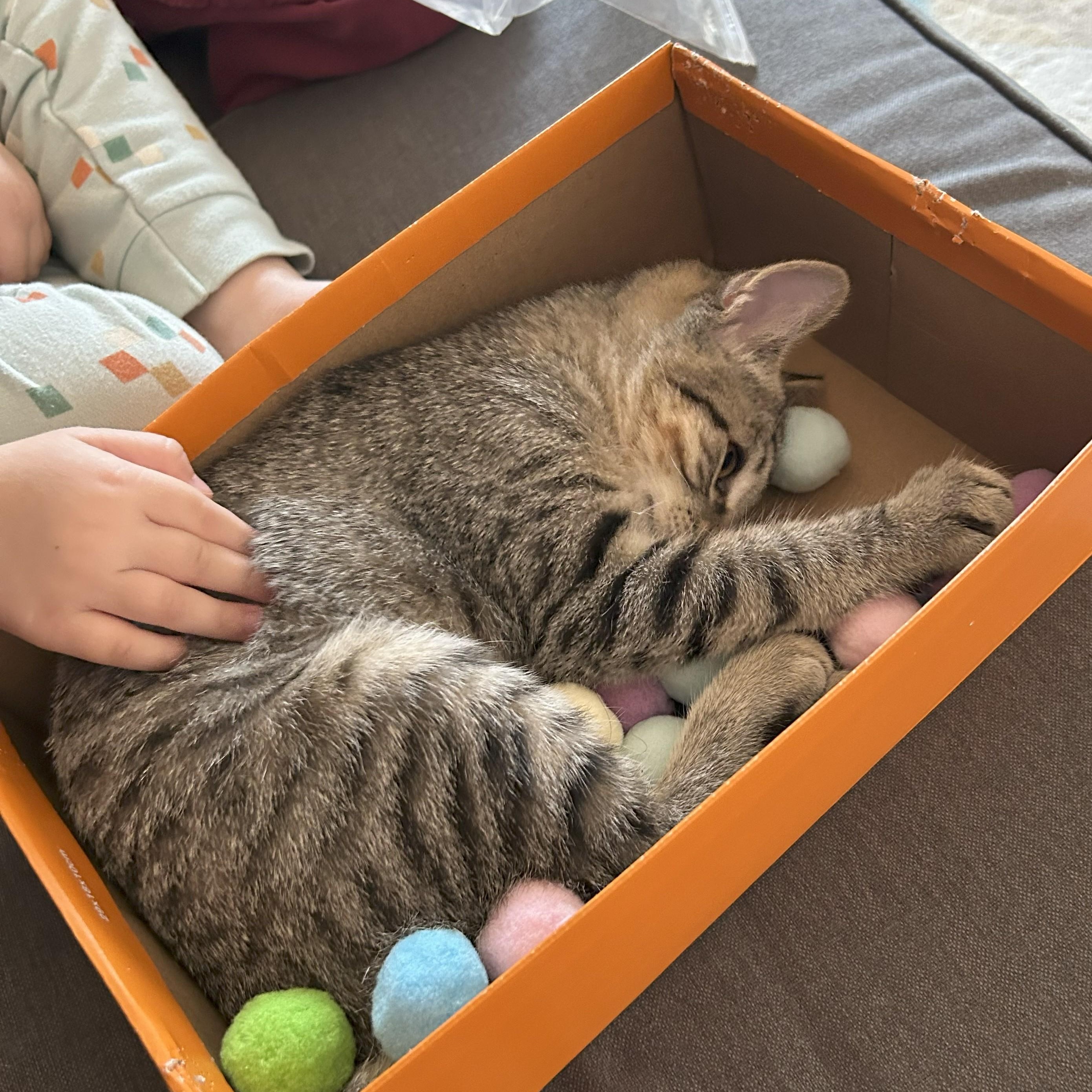 Enlarge Helen, a Adoptable Domestic Short Hair in Renton , WA image 4/6