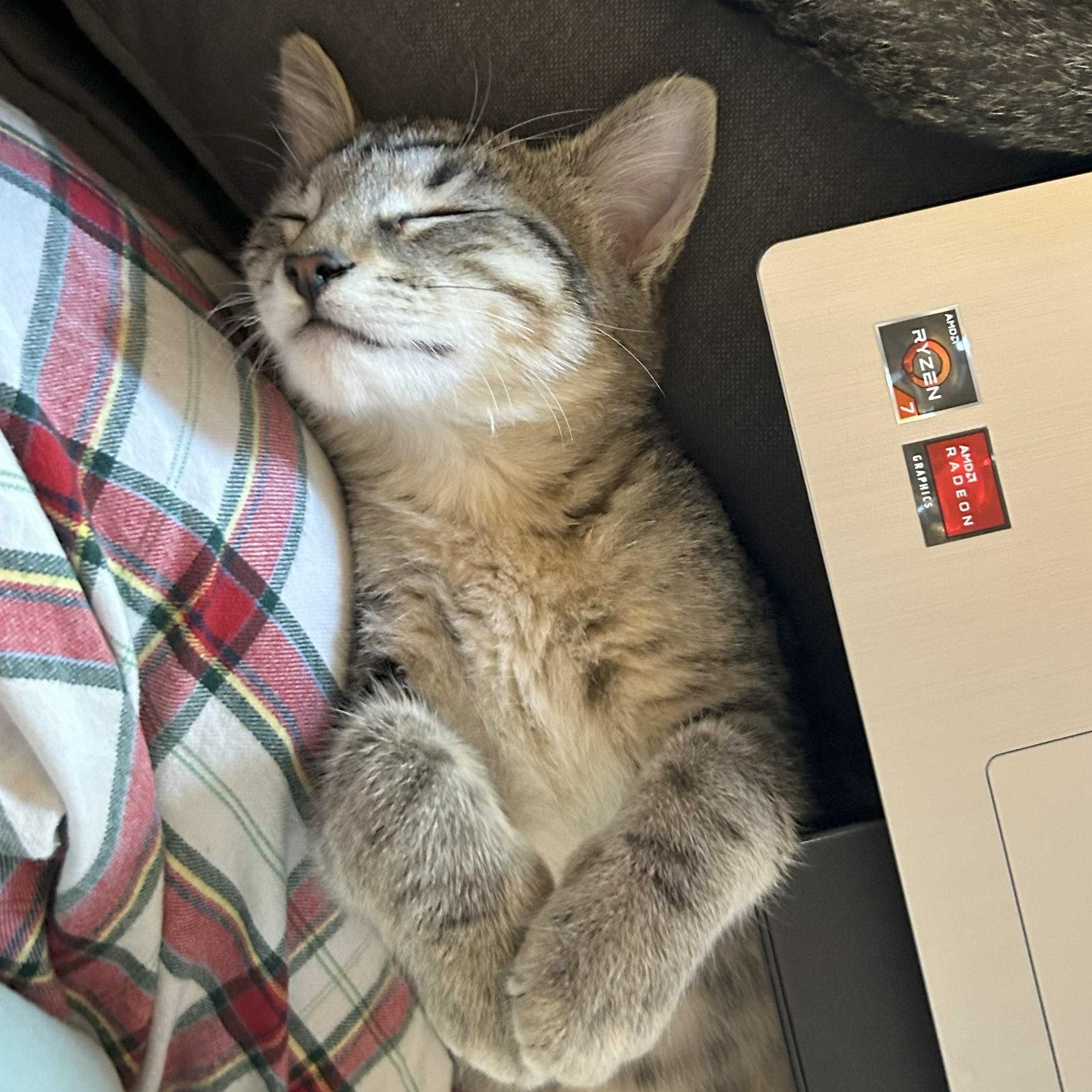 Helen, Adoptable, Kitten Female Domestic Short Hair.