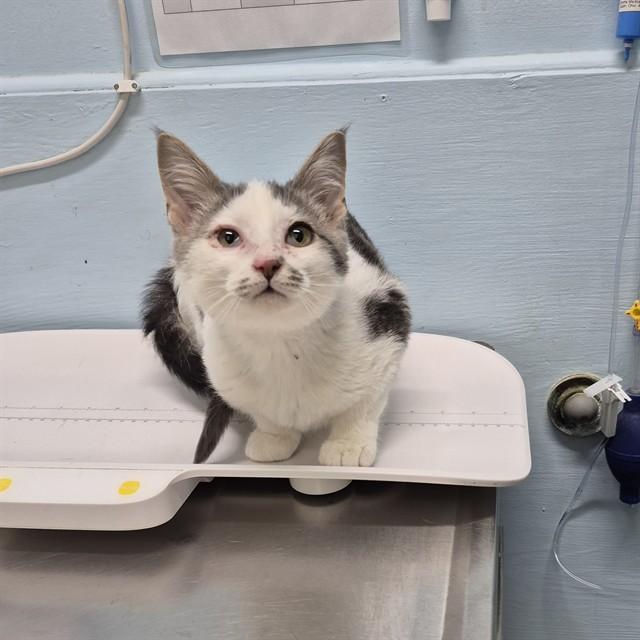 Enlarge PECAN, a Adoptable Domestic Short Hair in London, ON image 1/1