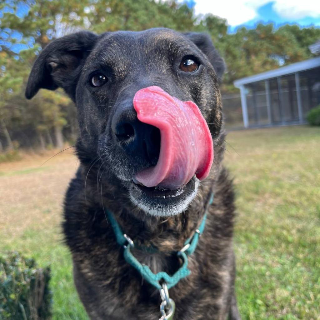 Riley, Adoptable, Senior Female Mixed Breed & Mixed Breed.