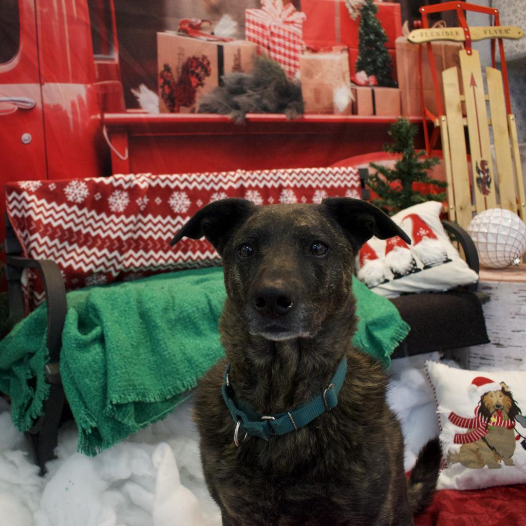 Riley, a Adoptable mixed breed in Wantagh, NY image 3/6