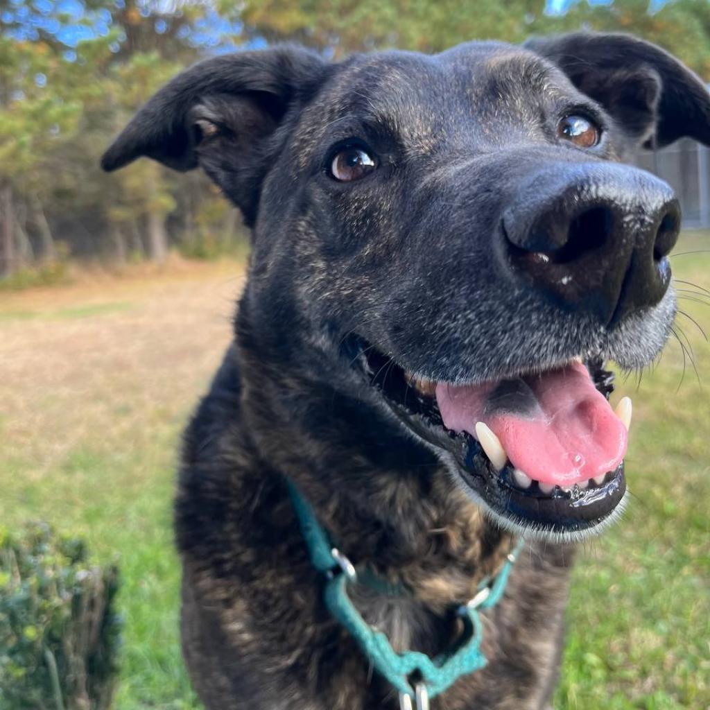Riley, a Adoptable mixed breed in Wantagh, NY image 4/6