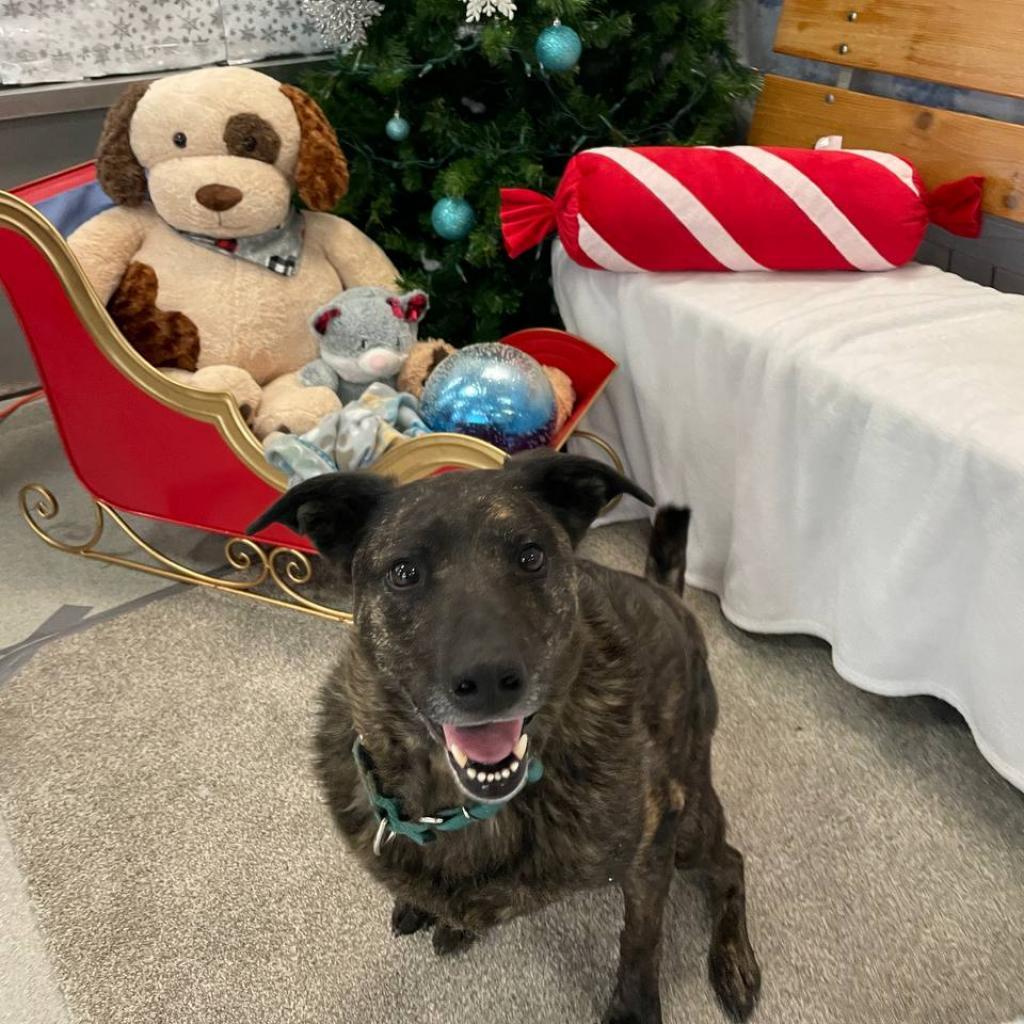 Riley, a Adoptable mixed breed in Wantagh, NY image 6/6