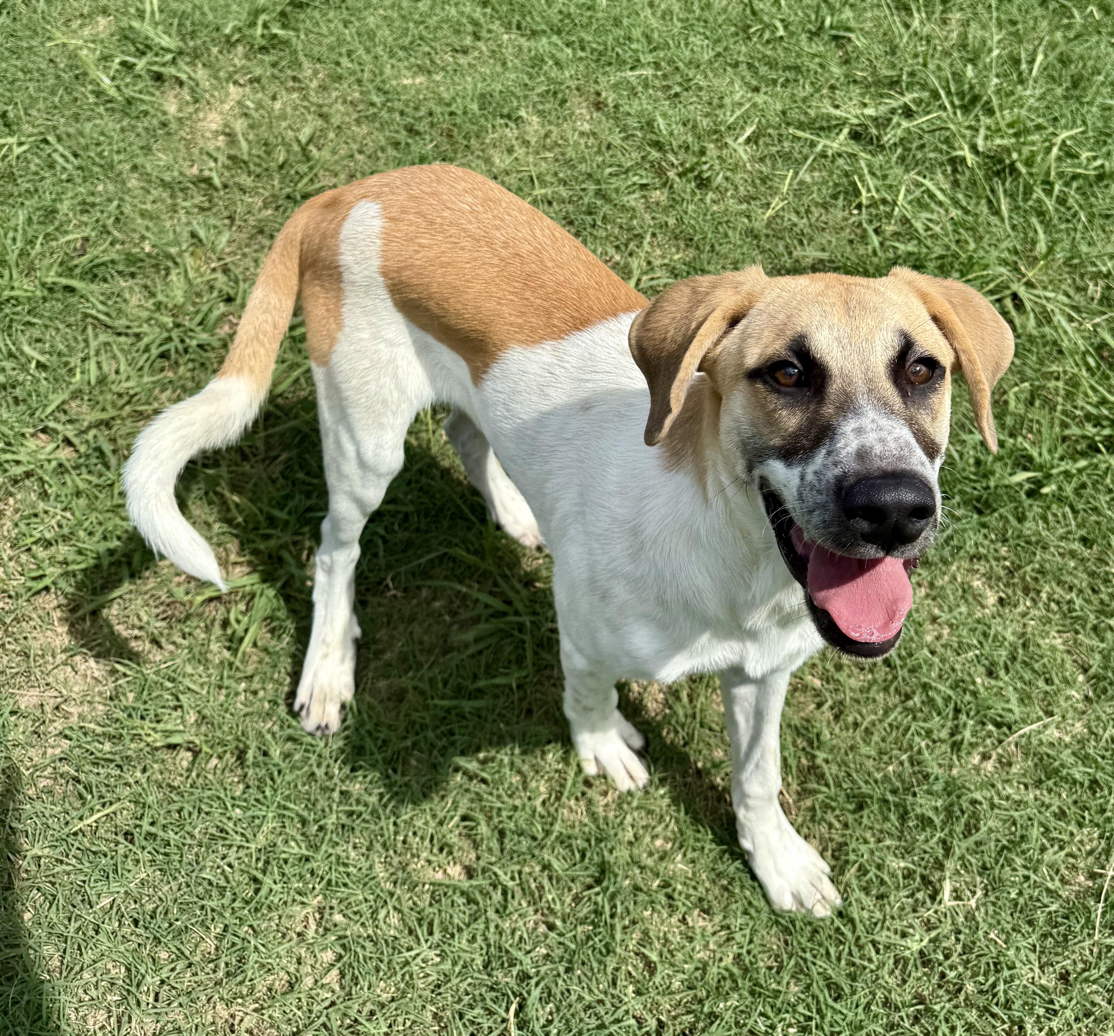 Enlarge Henry, a Adoptable mixed breed in Port Chester, NY image 2/6