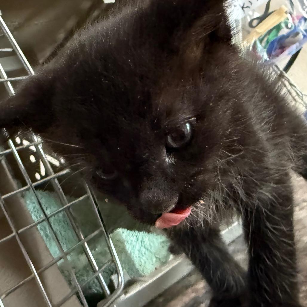 Enlarge Reggie, an adopted Domestic Short Hair in Desert Hot Springs, CA image 1/1