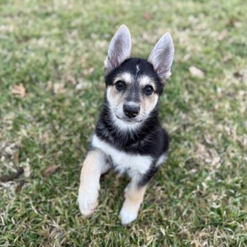 Enlarge Goodall - the sweet and water loving Shepsky!, an adopted mixed breed in Dale, TX image 2/4
