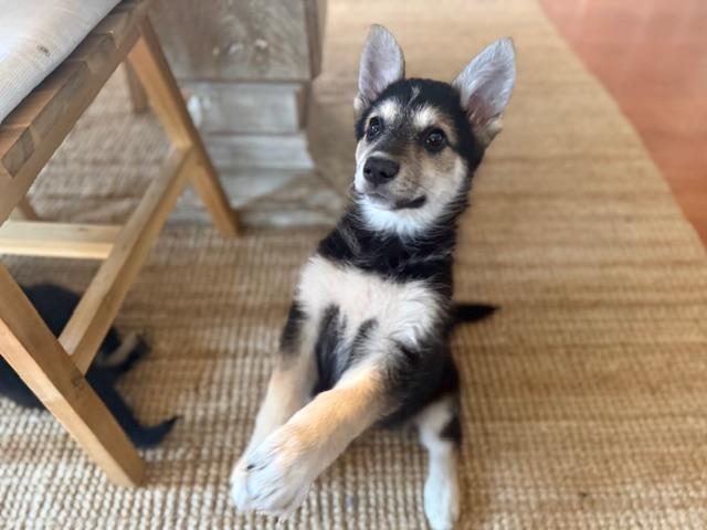 Enlarge Goodall - the sweet and water loving Shepsky!, an adopted mixed breed in Dale, TX image 3/4