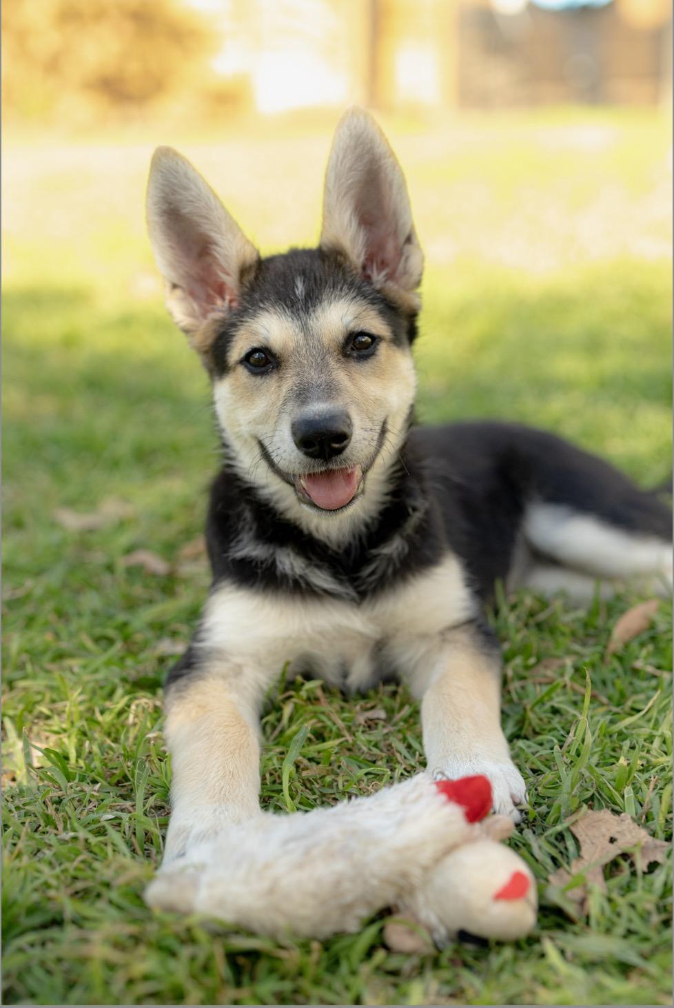Goodall - the sweet and water loving Shepsky!, adopted, Puppy Female Shepherd & Husky.