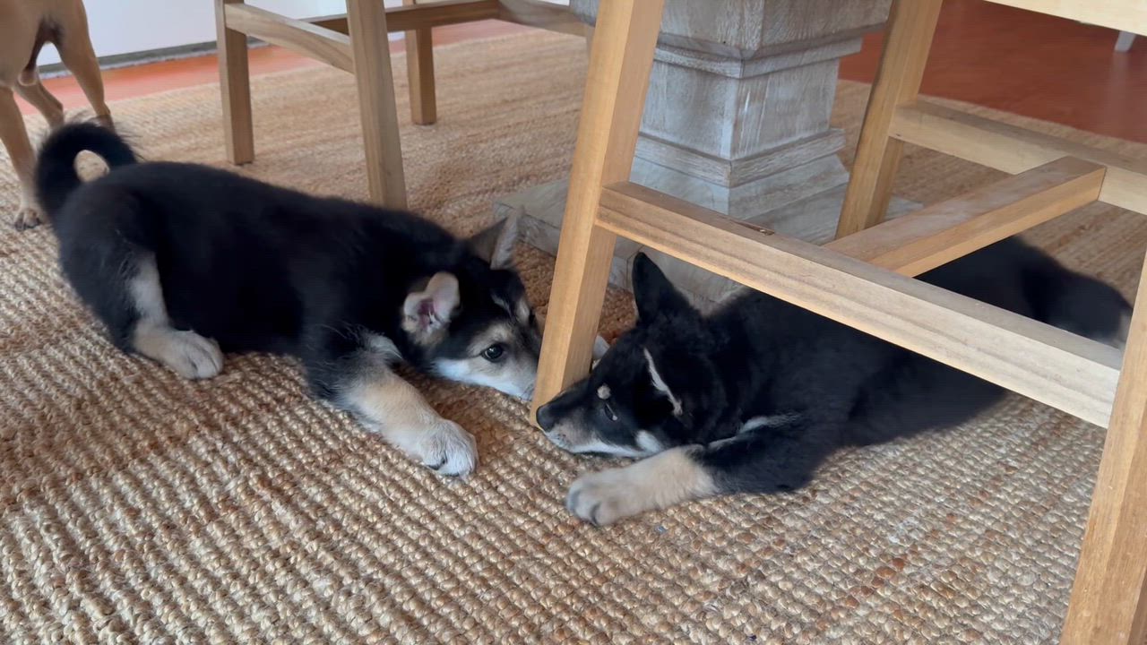 Enlarge Goodall - the sweet and water loving Shepsky!, an adopted mixed breed in Dale, TX video 4/4