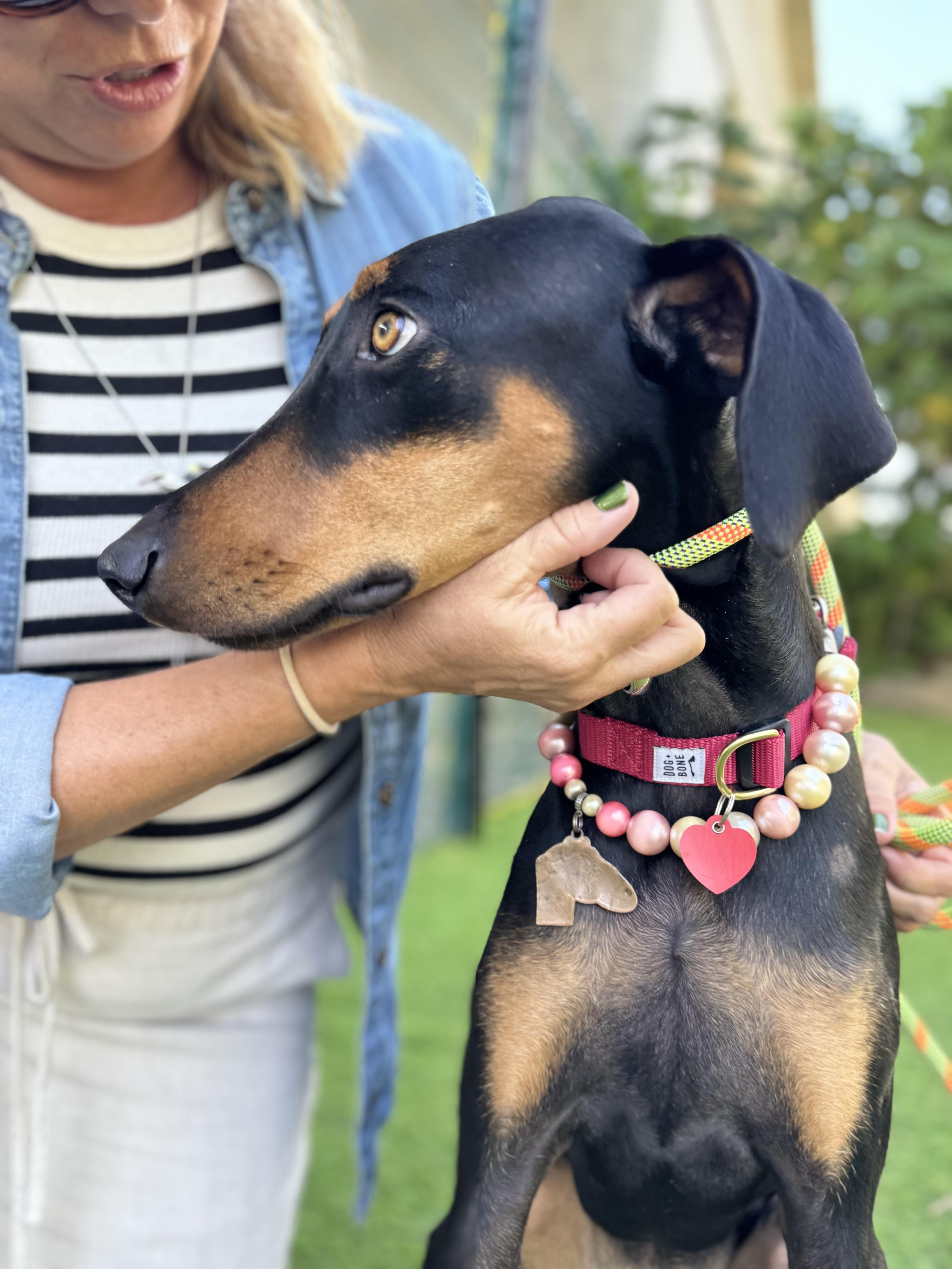 Sunshine loves dogs!, Adoptable, Young Female Doberman Pinscher.