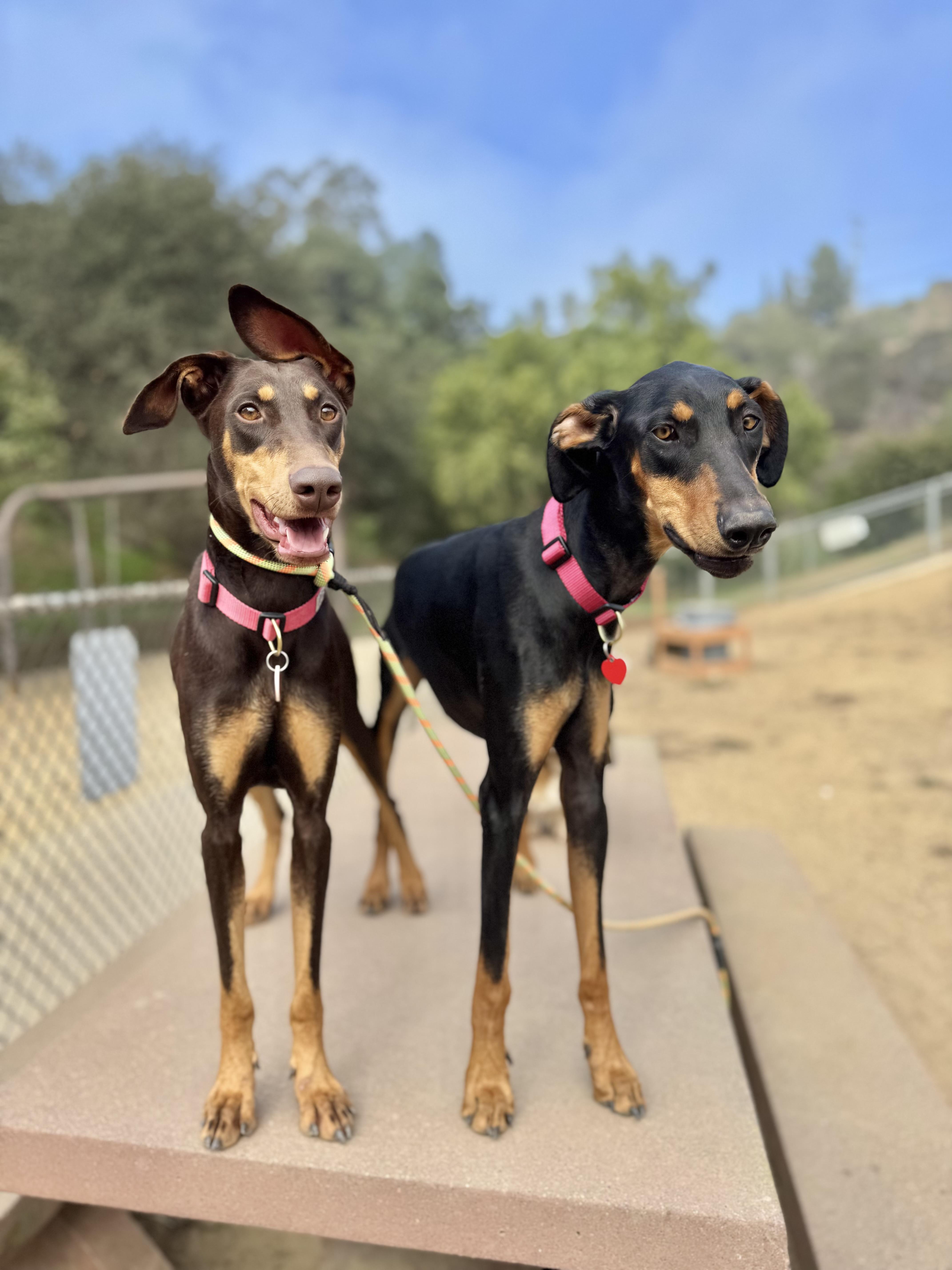 Enlarge Sunshine loves dogs!, a Adoptable Doberman Pinscher in Los Angeles, CA image 5/6