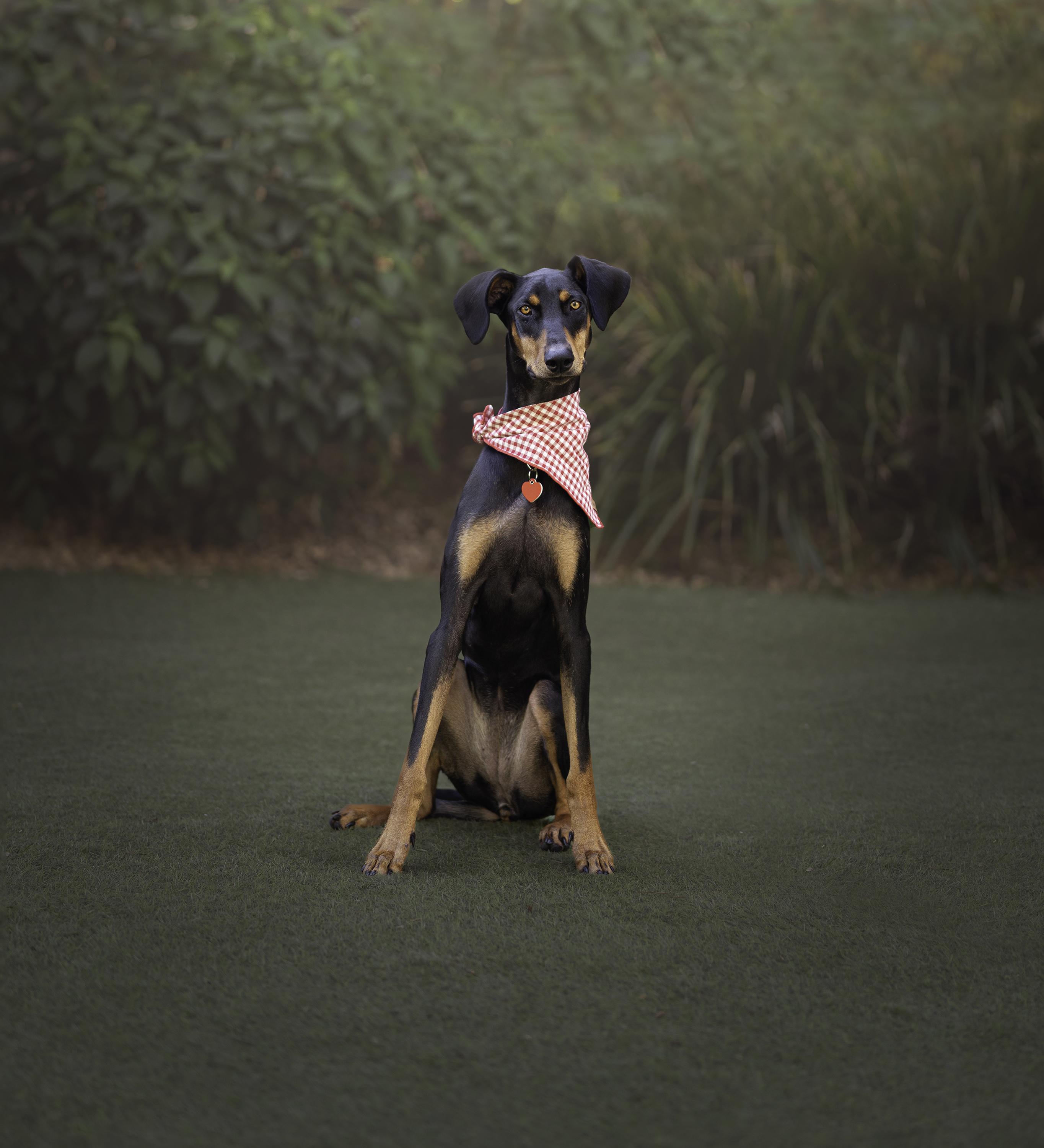 Enlarge Sunshine loves dogs!, a Adoptable Doberman Pinscher in Los Angeles, CA image 6/6