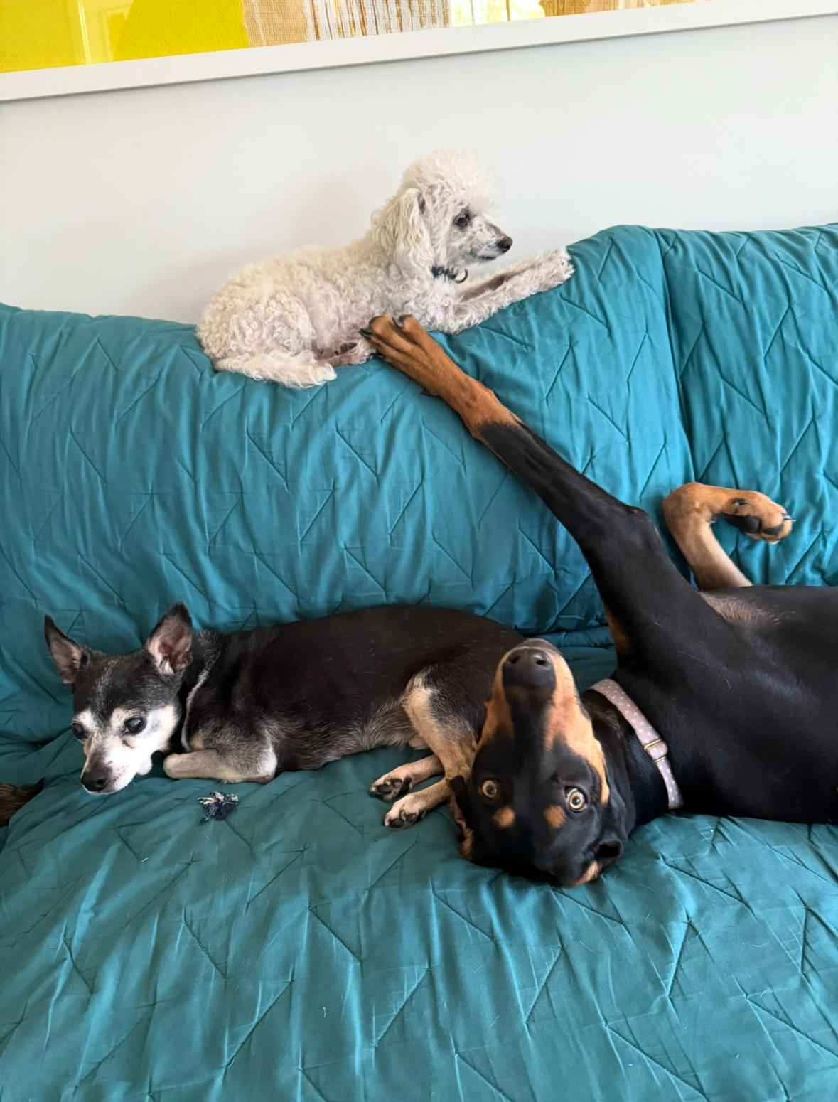 Enlarge Sunshine loves dogs!, a Adoptable Doberman Pinscher in Los Angeles, CA image 3/6