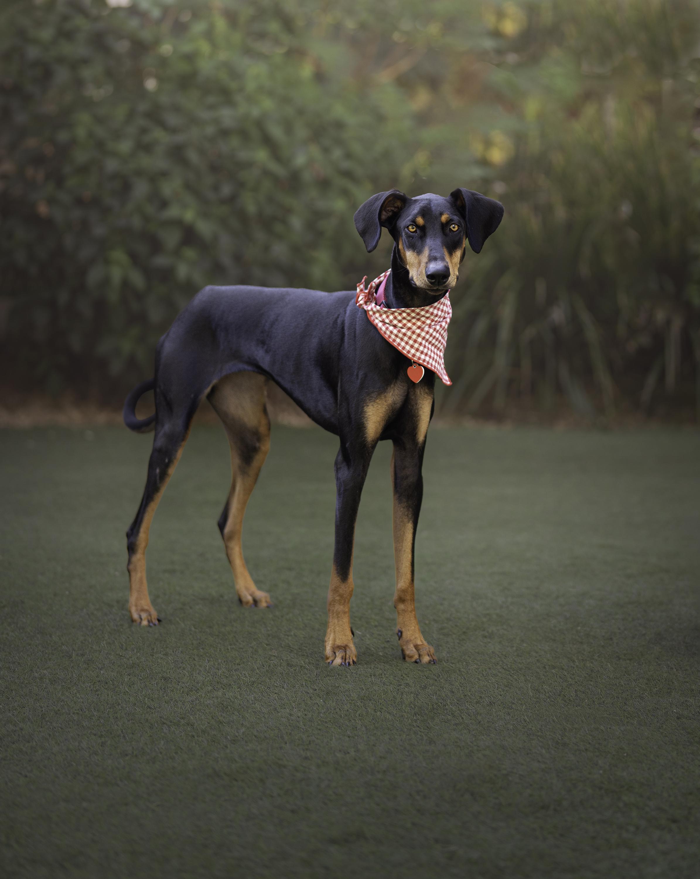 Enlarge Sunshine loves dogs!, a Adoptable Doberman Pinscher in Los Angeles, CA image 1/6