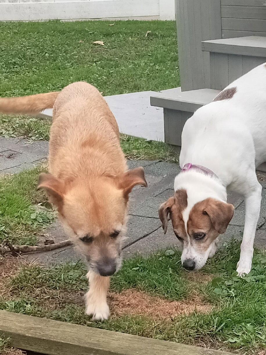 Katty, Adoptable, Adult Female Terrier.