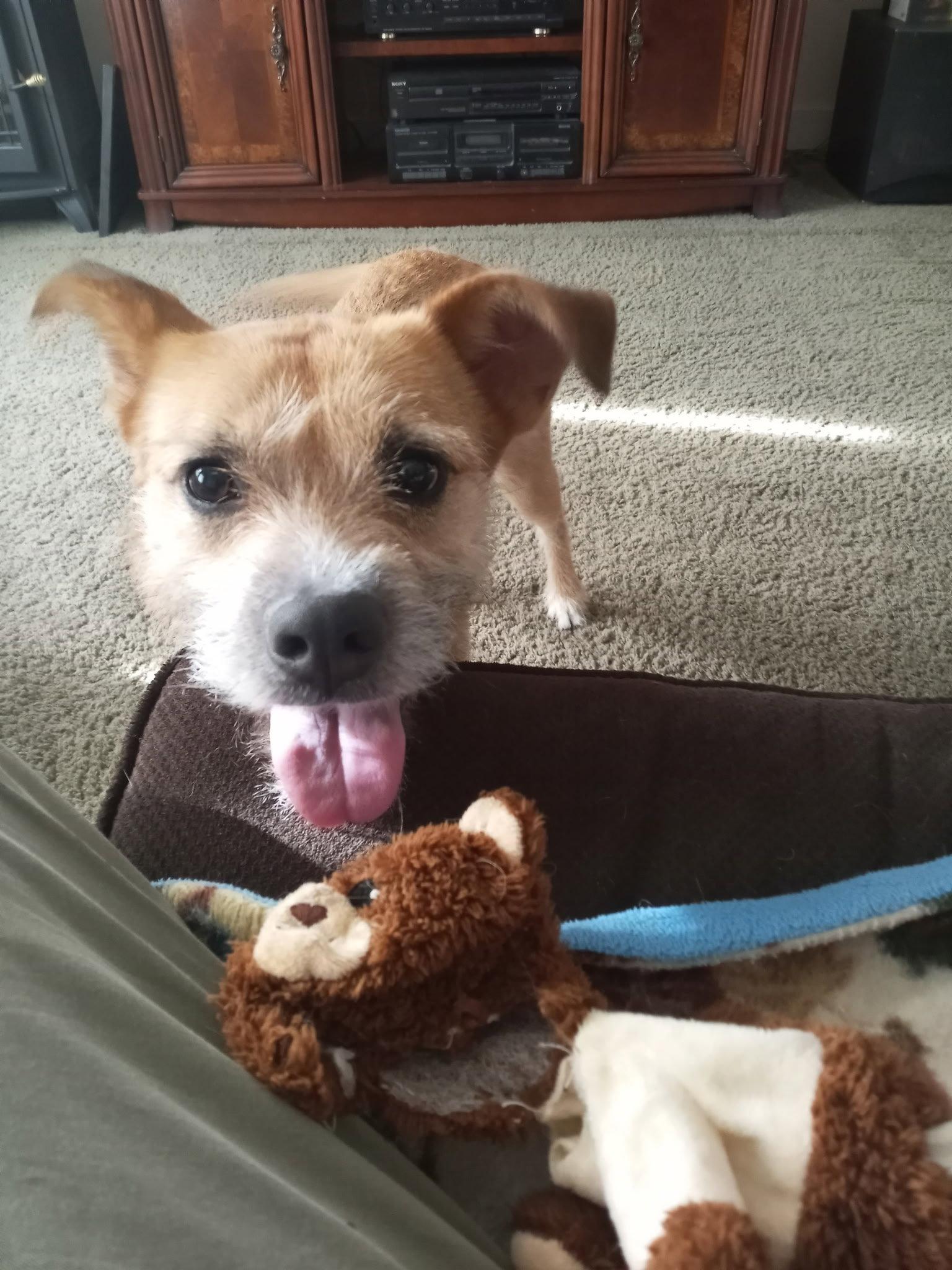 Enlarge Katty, a Adoptable Terrier in Tonawanda, NY image 2/3