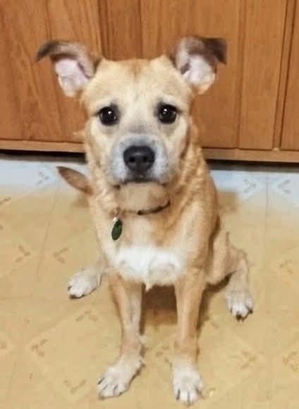 Enlarge Katty, a Adoptable Terrier in Tonawanda, NY image 3/3