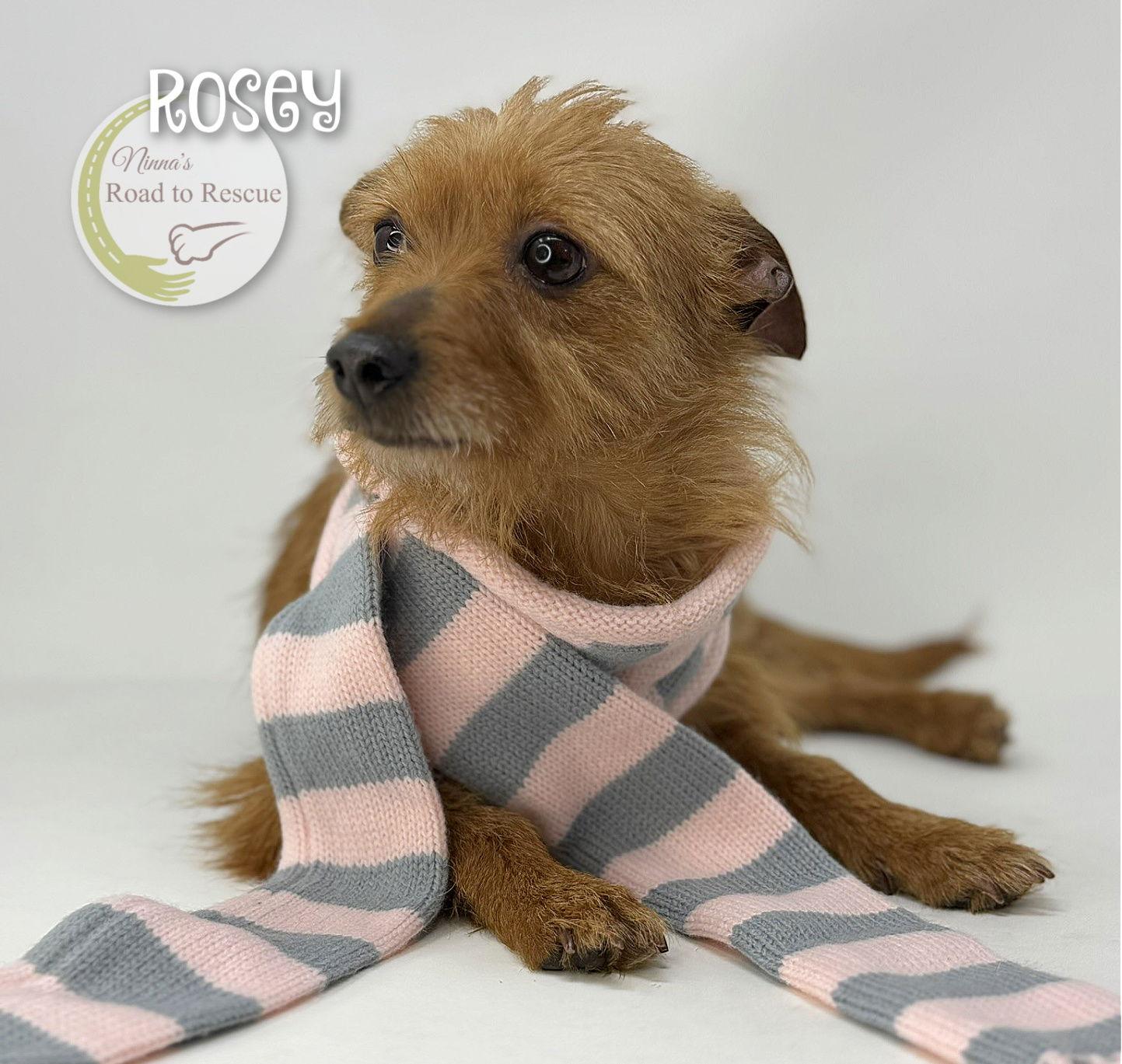 Rosey, Adoptable, Adult Female Yorkshire Terrier & Chihuahua.