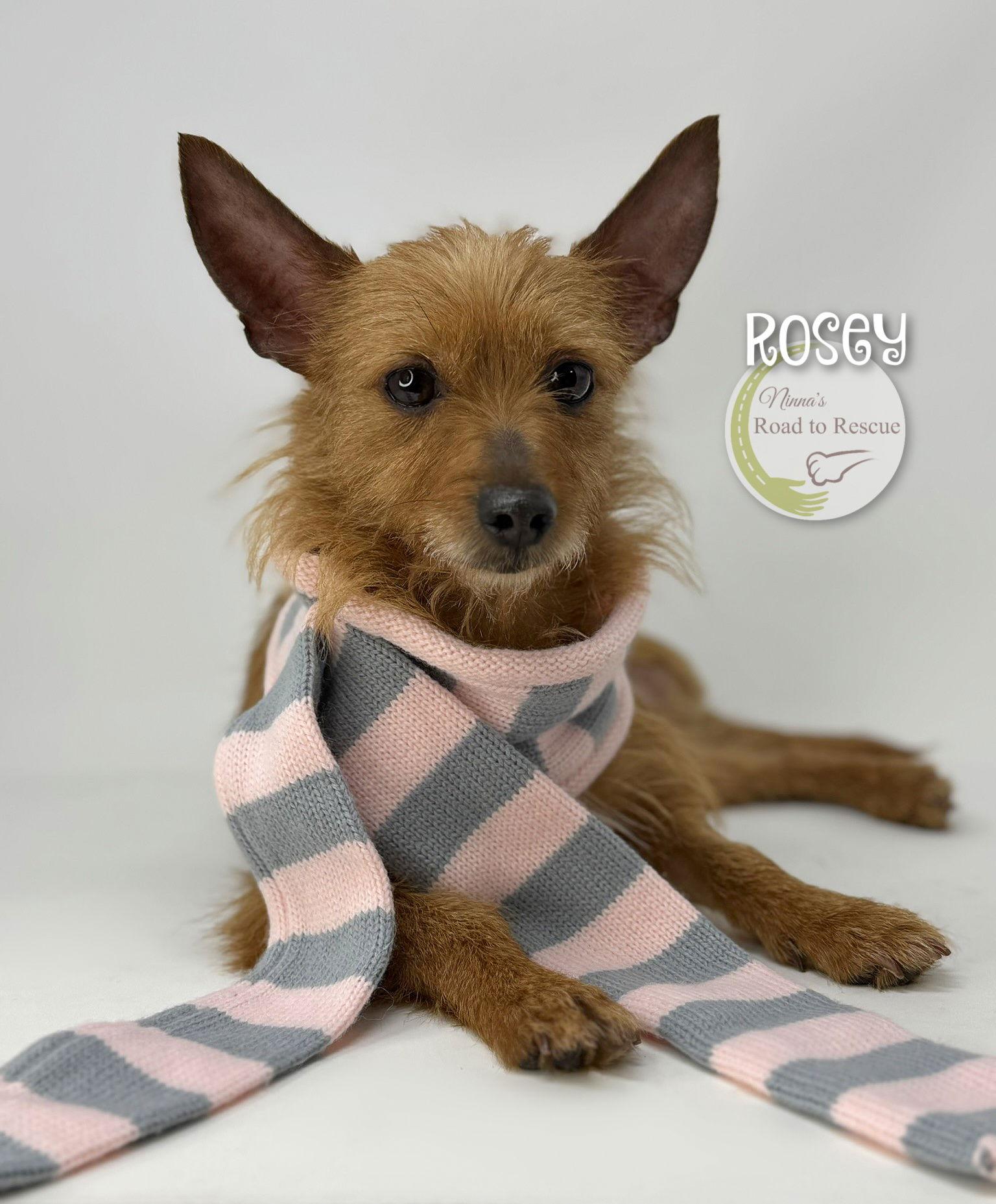 Enlarge Rosey, a Adoptable mixed breed in Benton, LA image 2/3