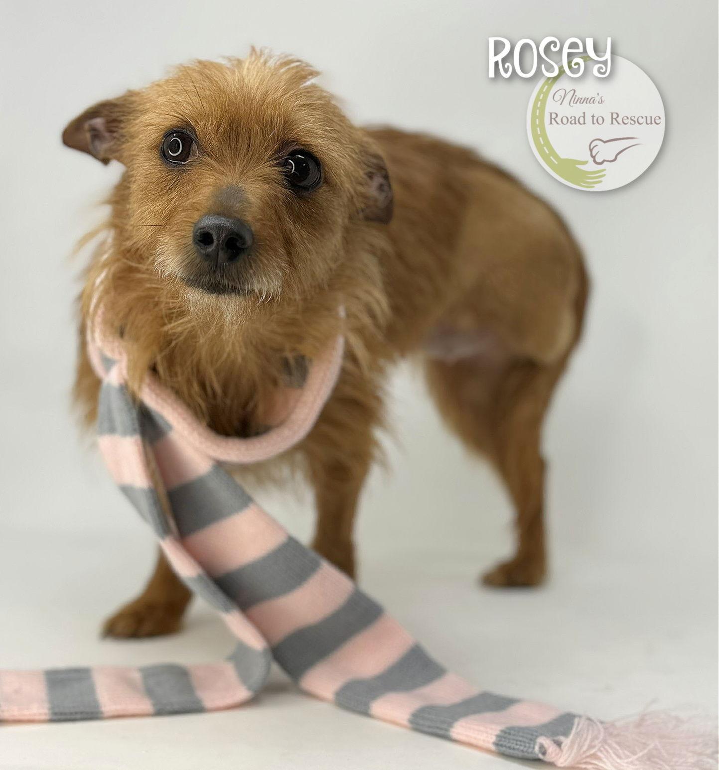 Enlarge Rosey, a Adoptable mixed breed in Benton, LA image 3/3