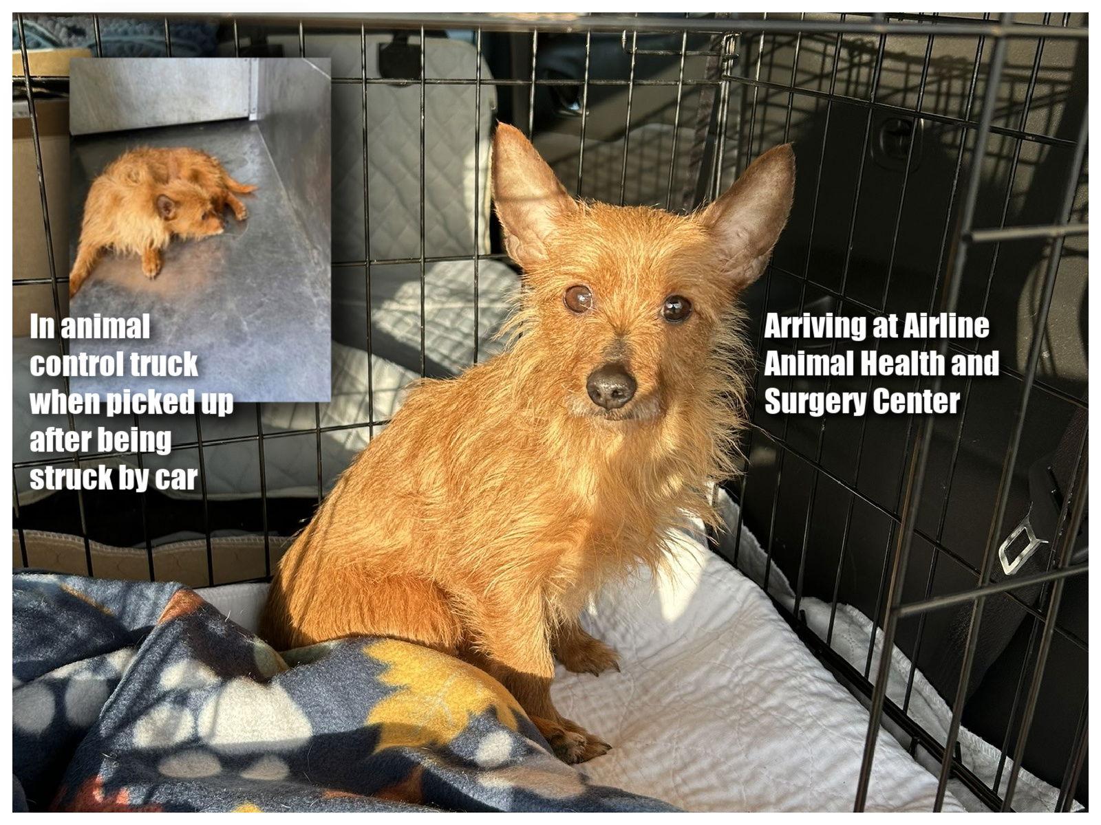 Enlarge Rosey (NOT YET AVAIL - HIT BY CAR), a Adoptable mixed breed in Benton, LA image 1/1