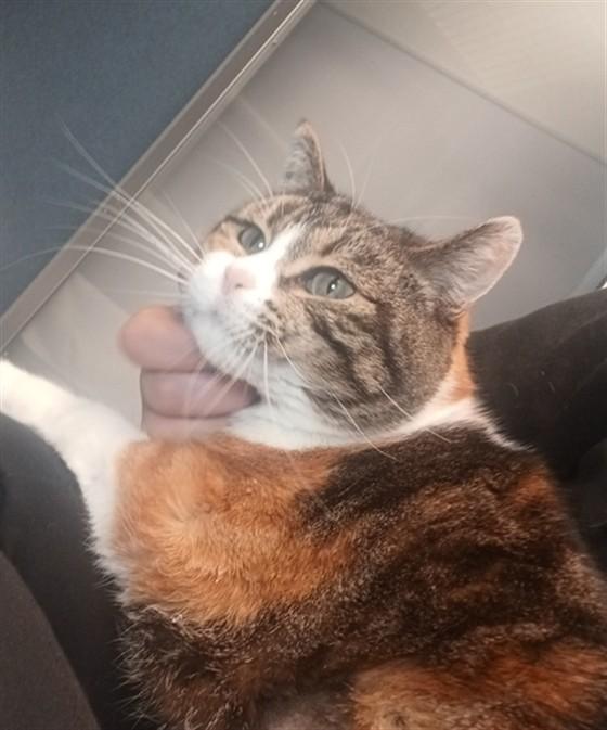 NOVA, Adoptable, Adult Female Domestic Medium Hair.