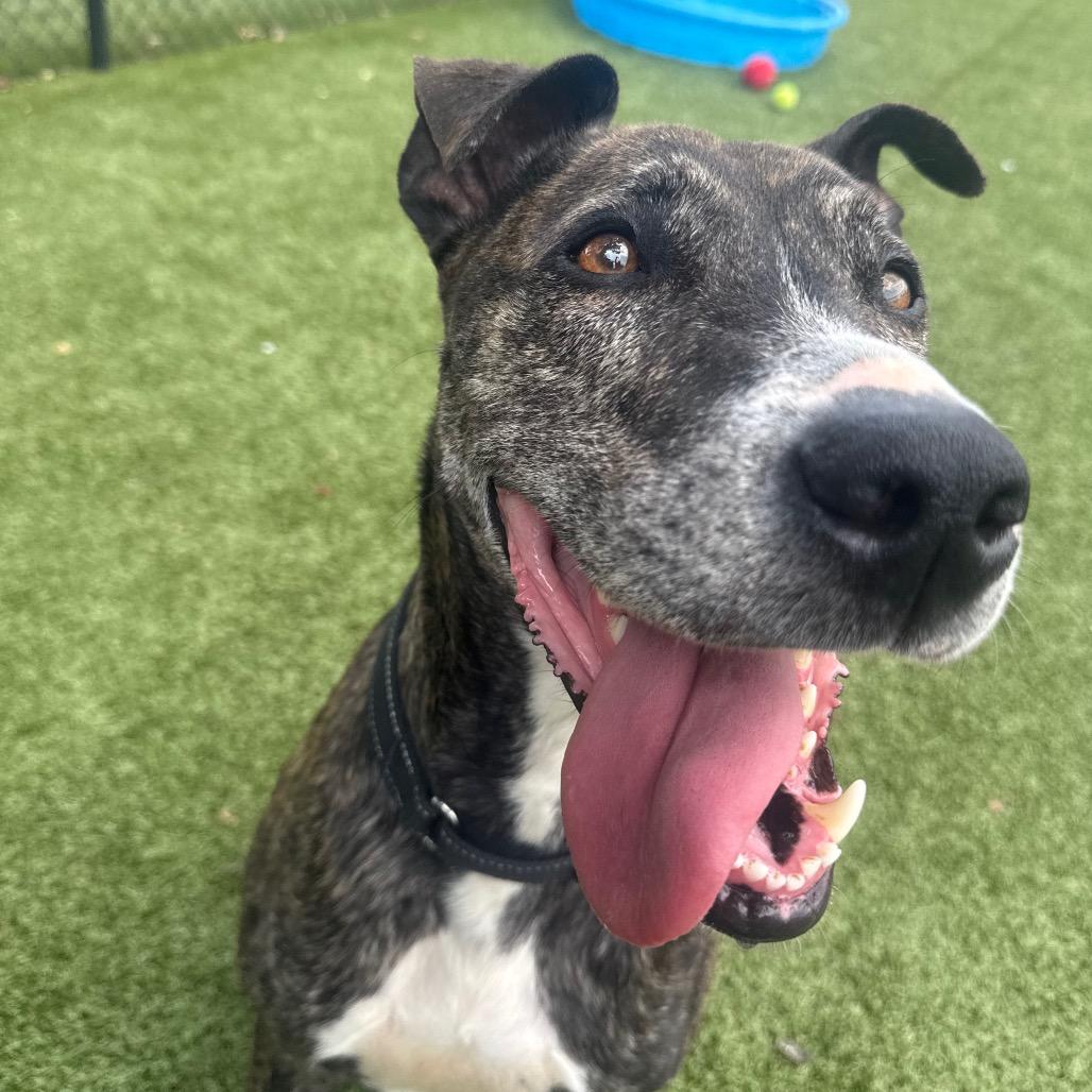 Enlarge Avery, a Adoptable Mixed Breed in Winston-Salem, NC image 1/6