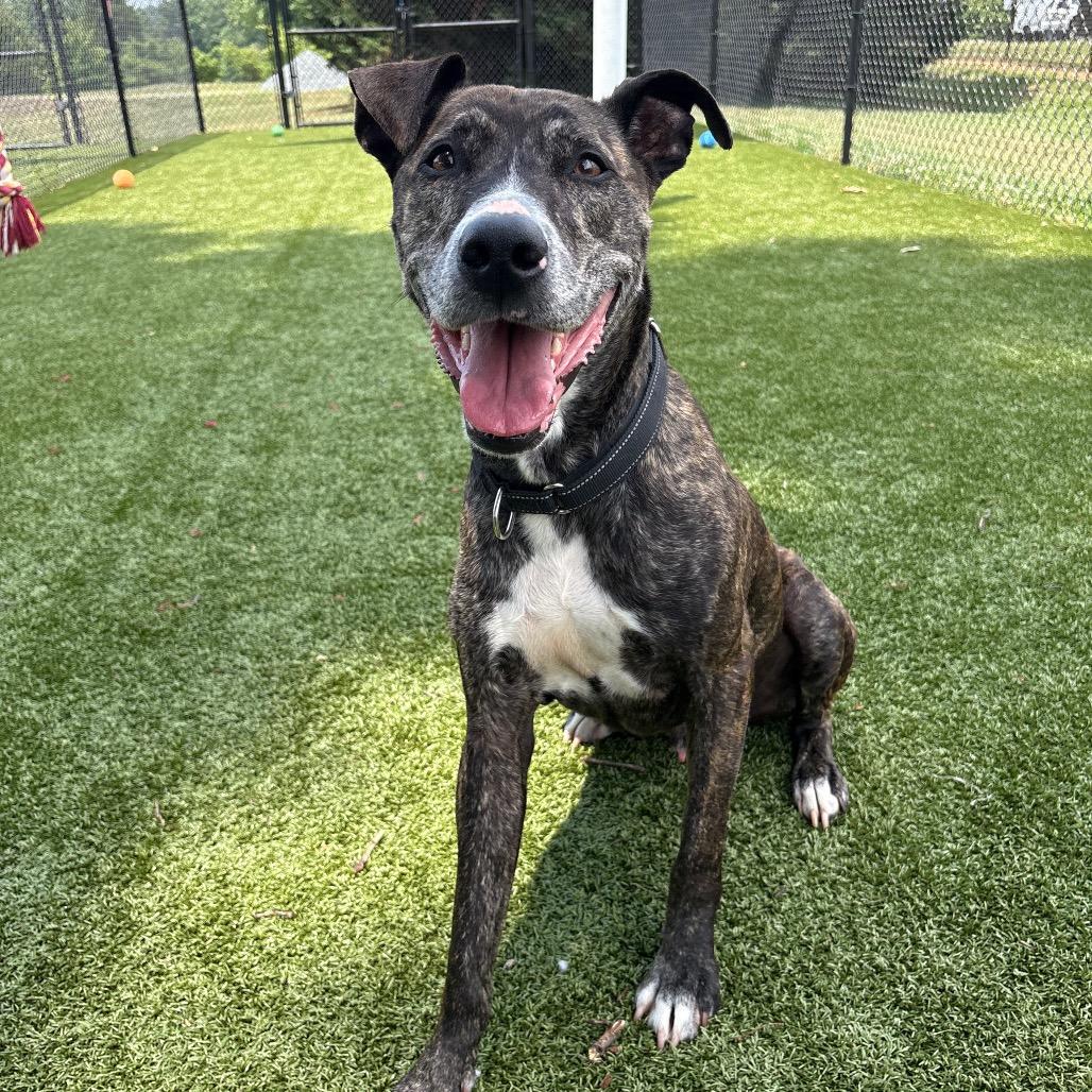 Enlarge Avery, a Adoptable Mixed Breed in Winston-Salem, NC image 2/6