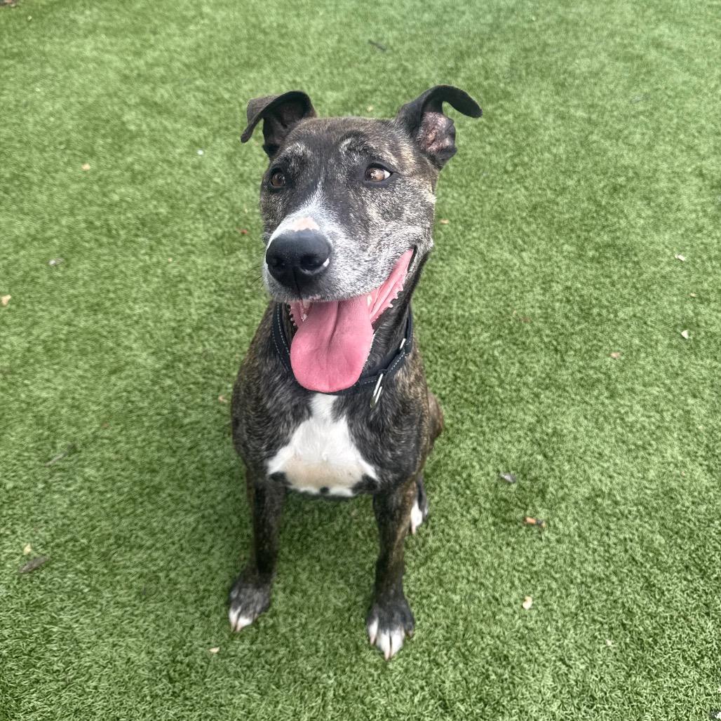 Enlarge Avery, a Adoptable Mixed Breed in Winston-Salem, NC image 3/6