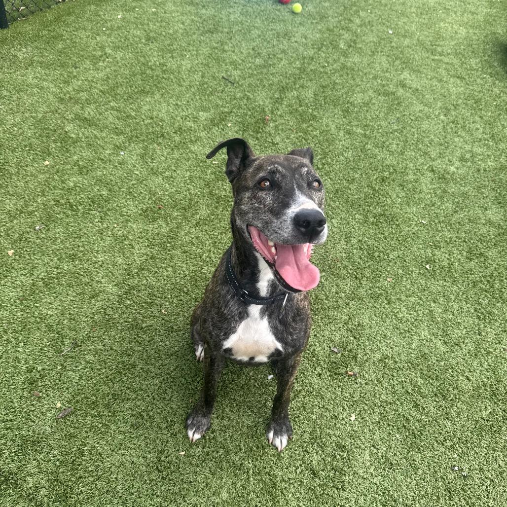 Enlarge Avery, a Adoptable Mixed Breed in Winston-Salem, NC image 6/6